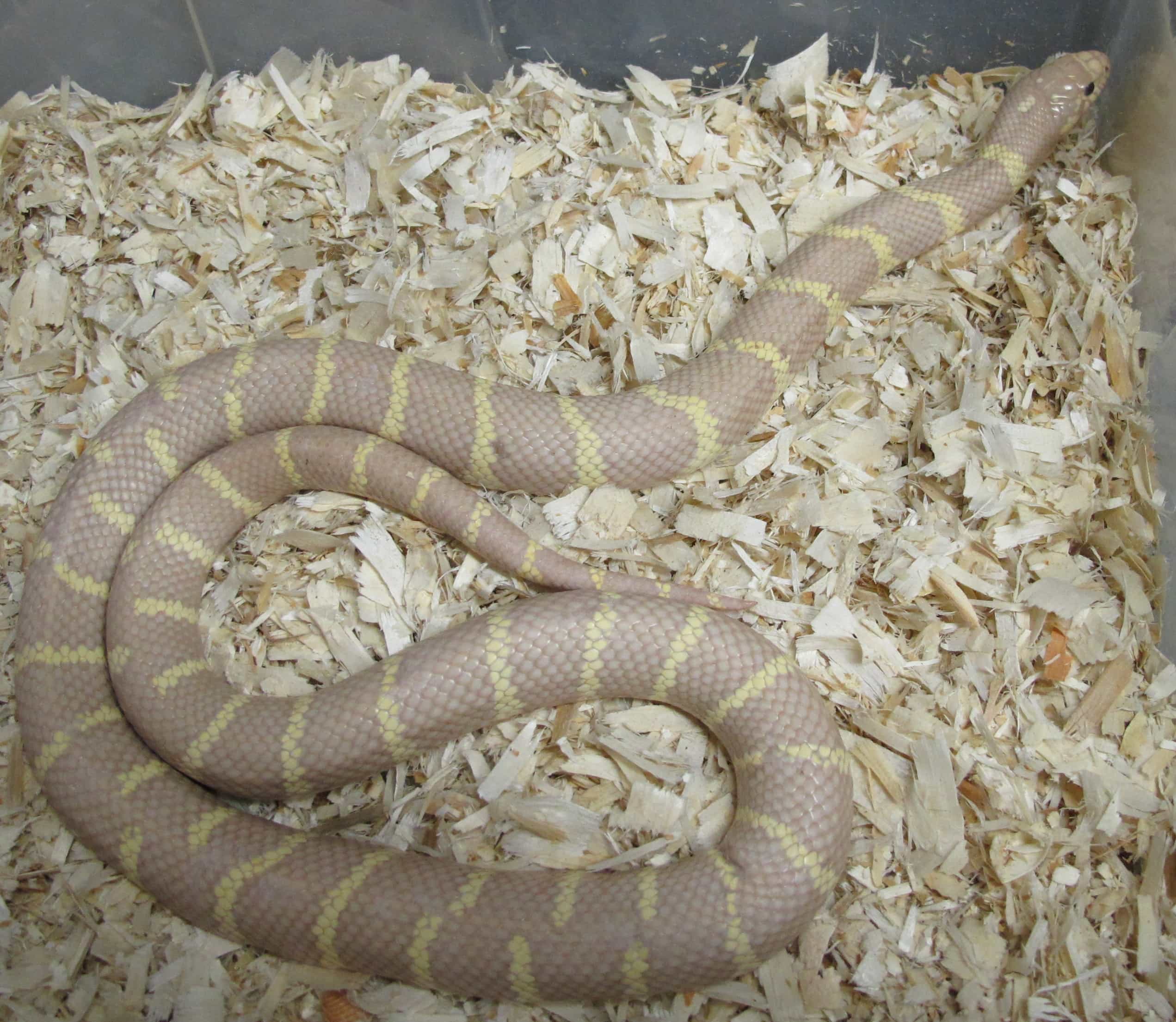 California Kingsnake