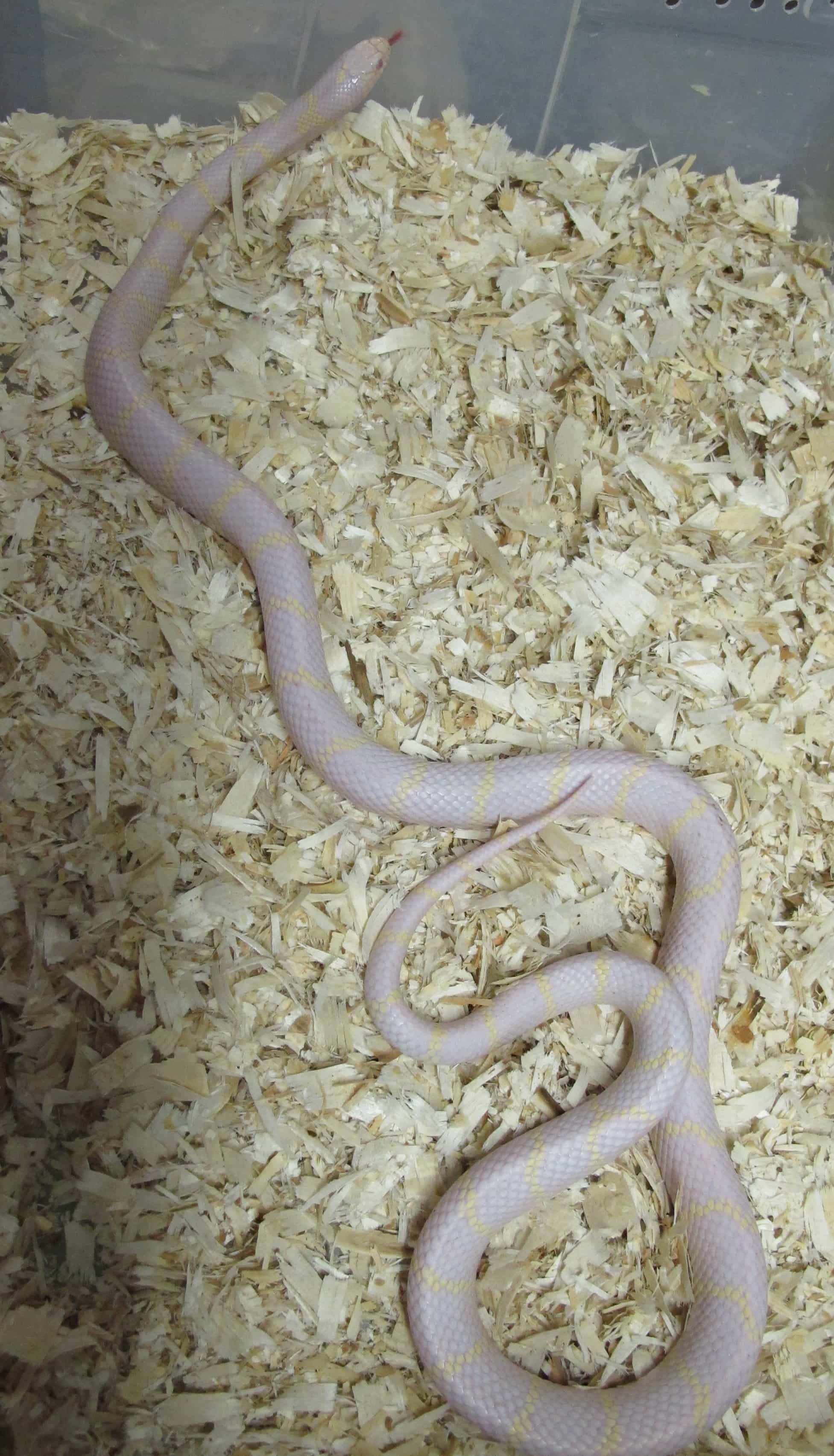 California Kingsnake