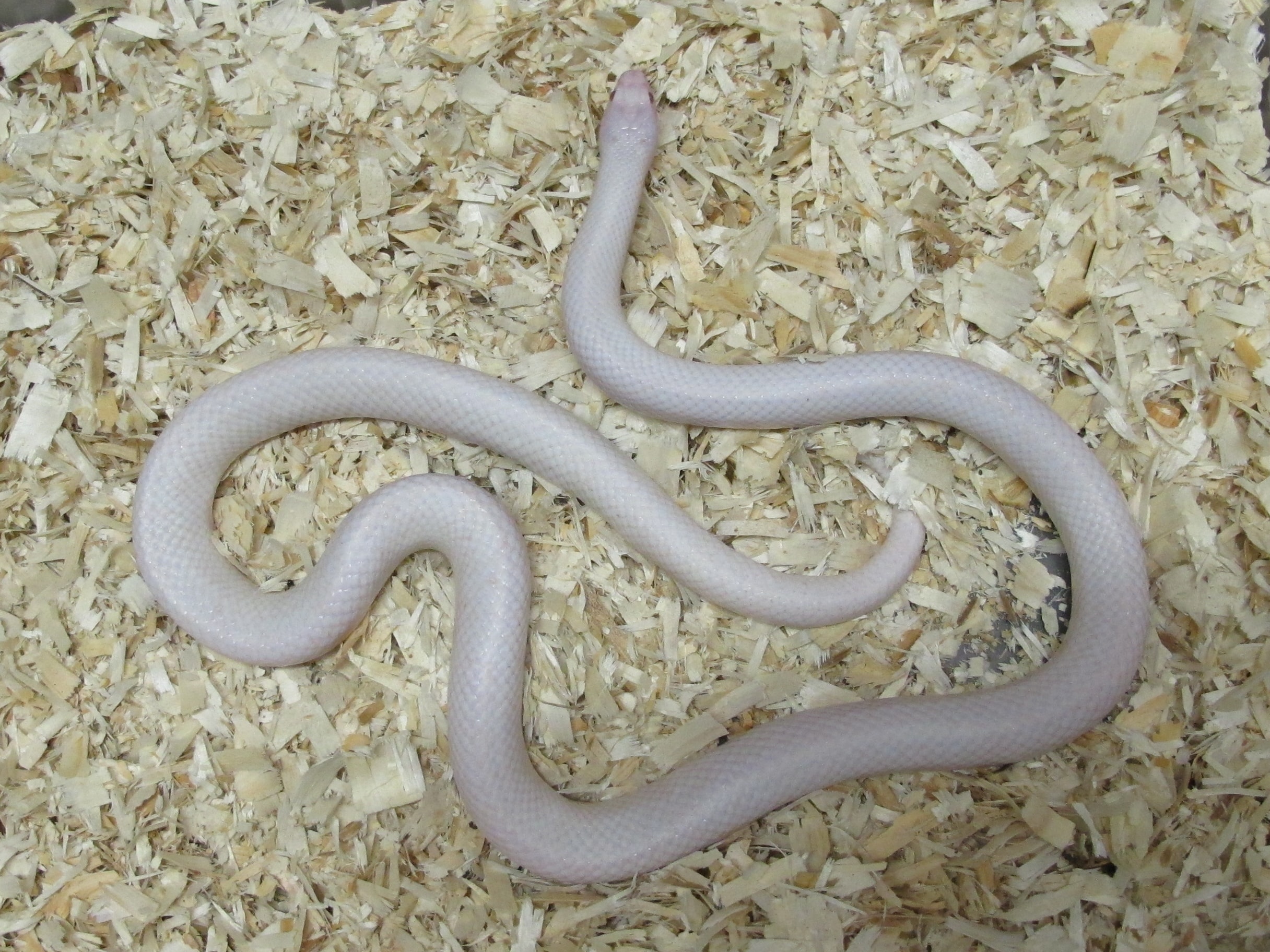 California Kingsnake