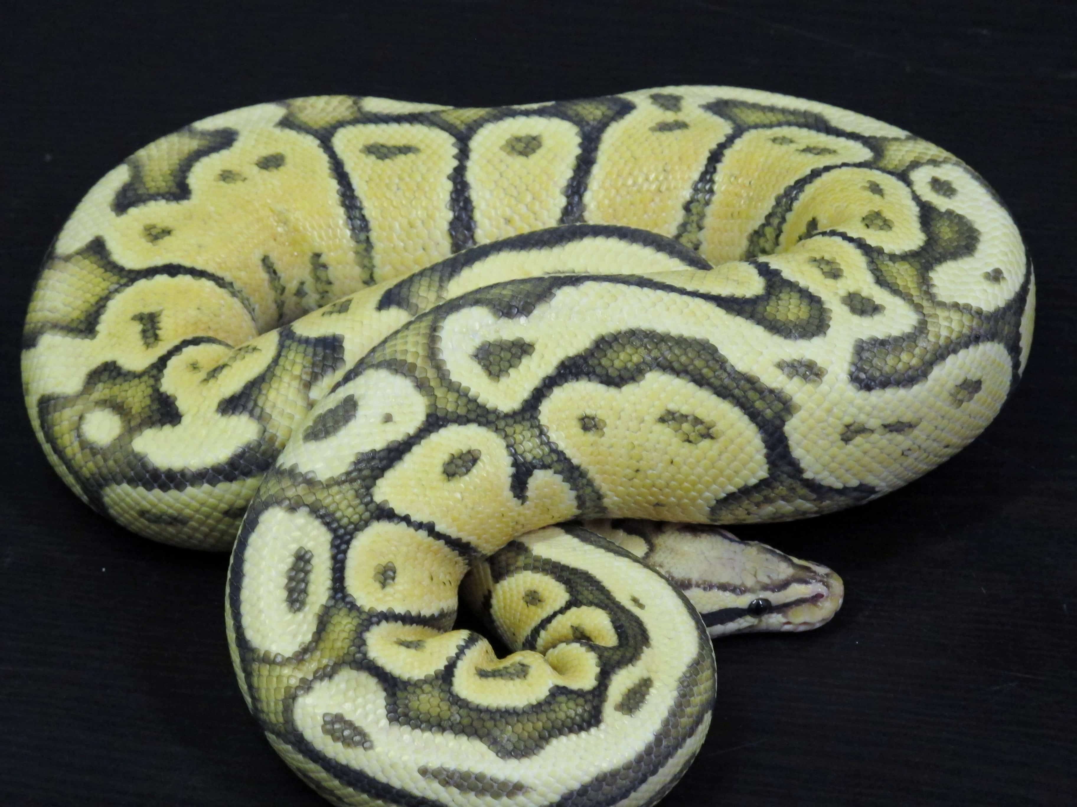 Ball Python