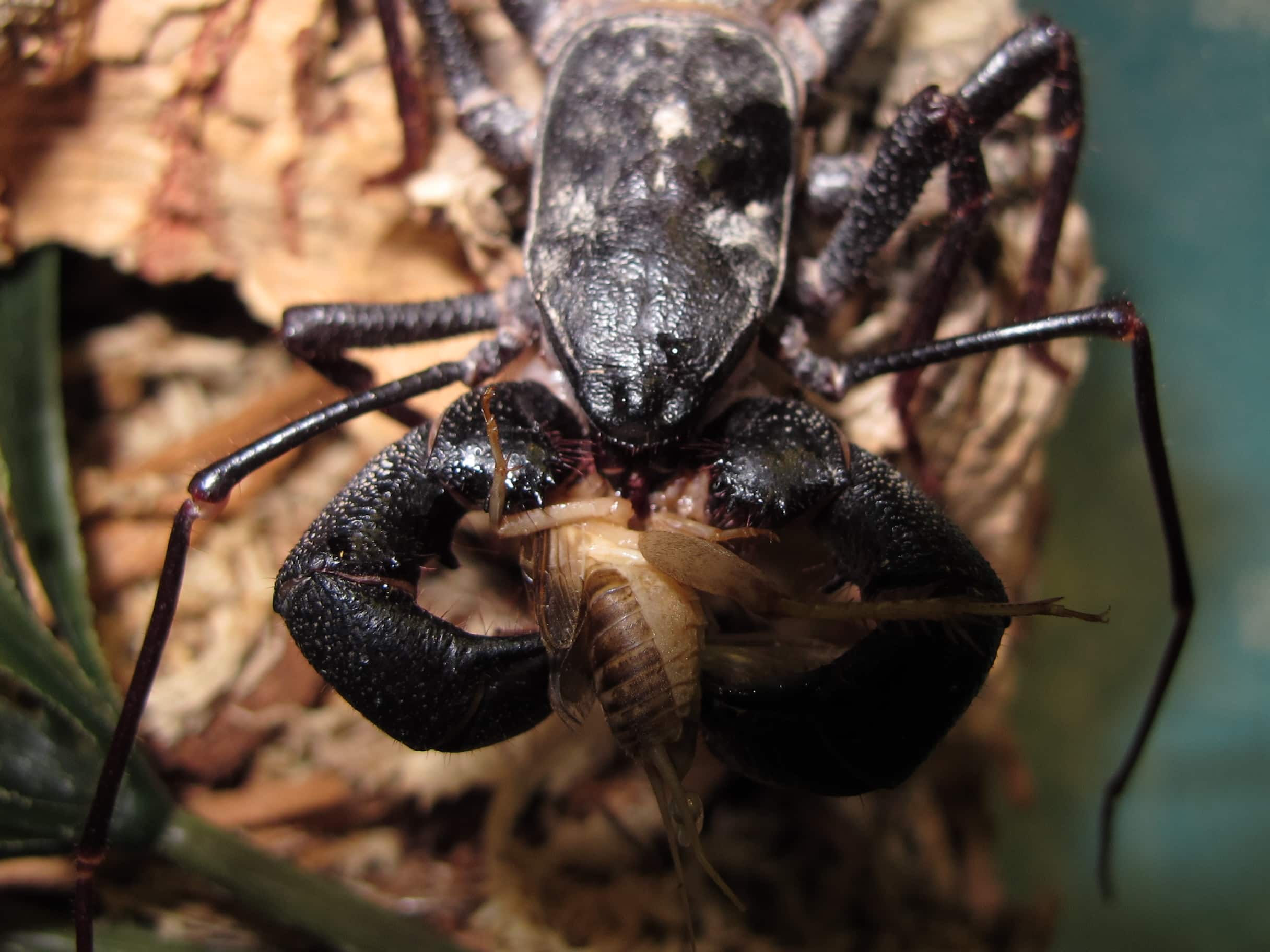 US Vinegaroon (Mastigoproctus giganteus)