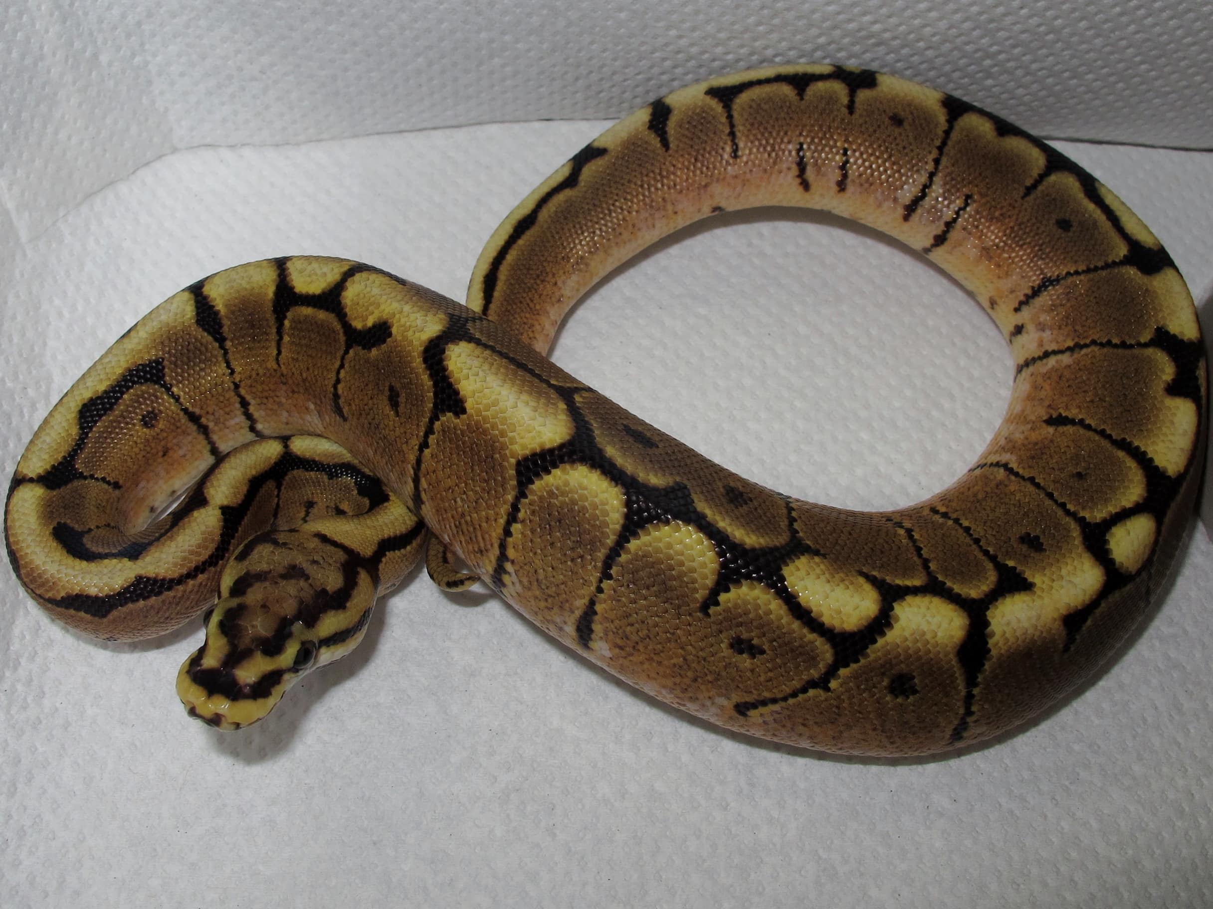 Ball Python