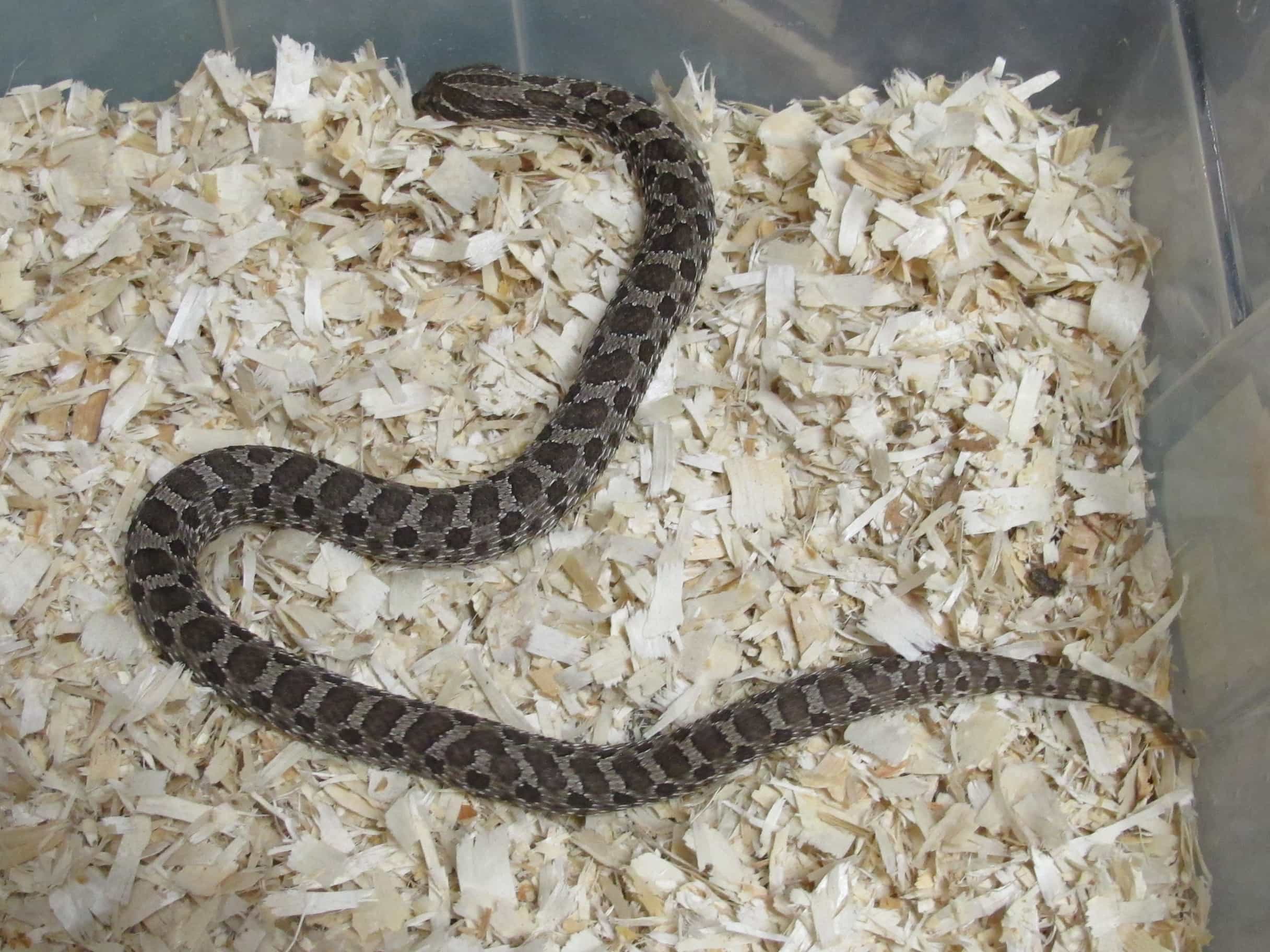 Western Hognose