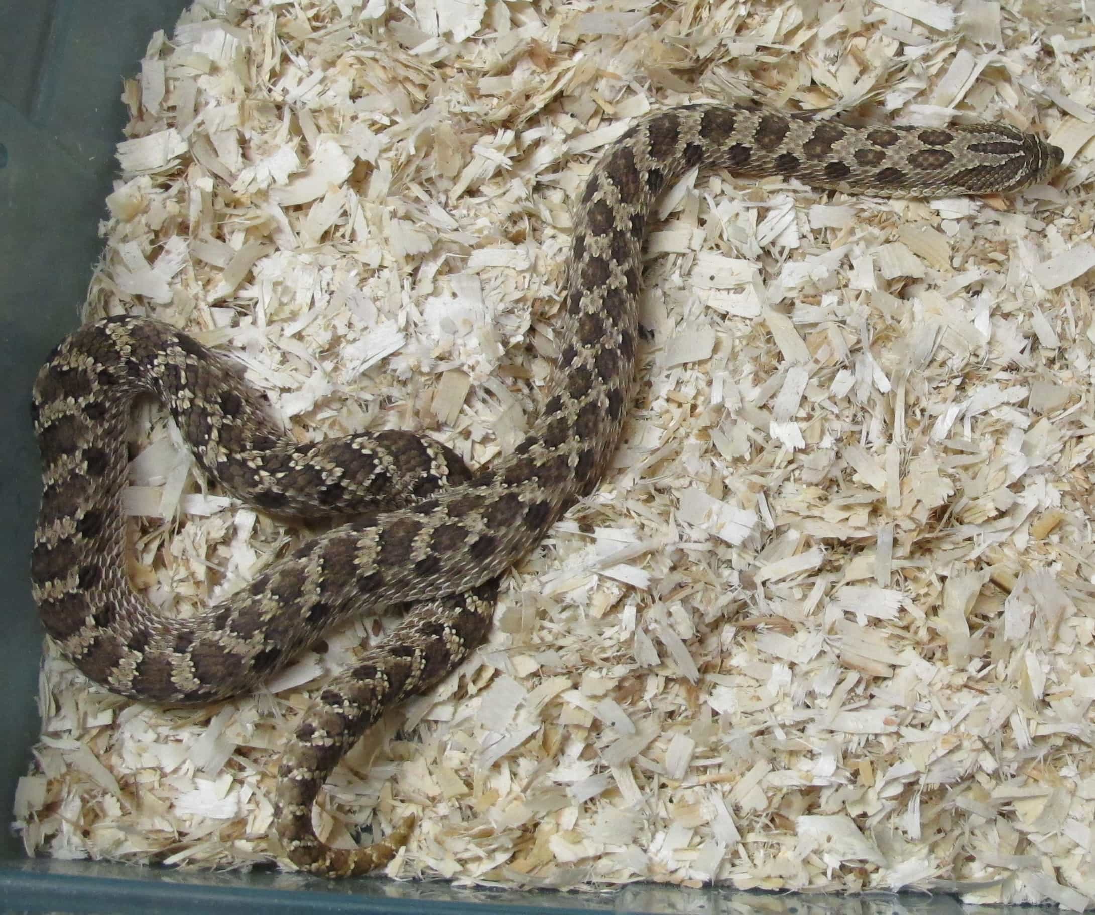 Western Hognose