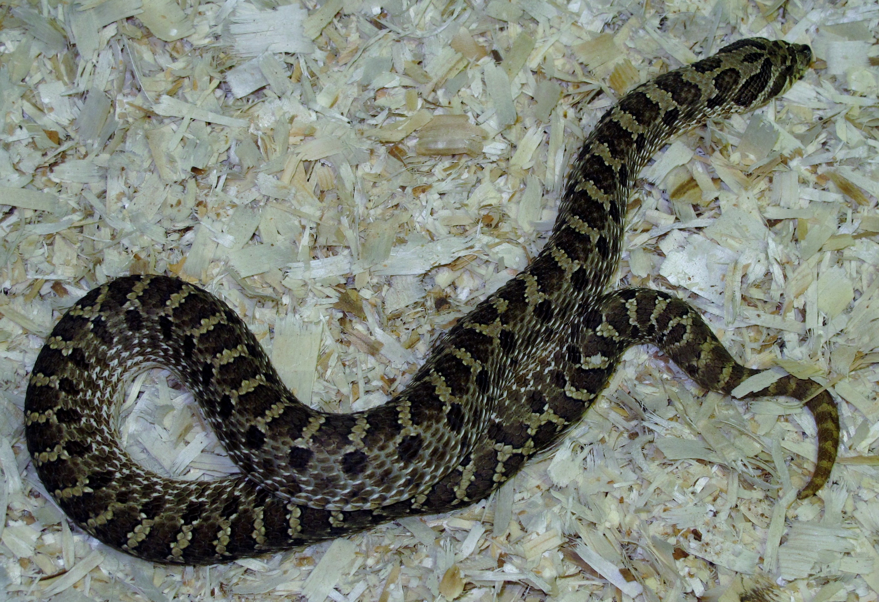 Western Hognose