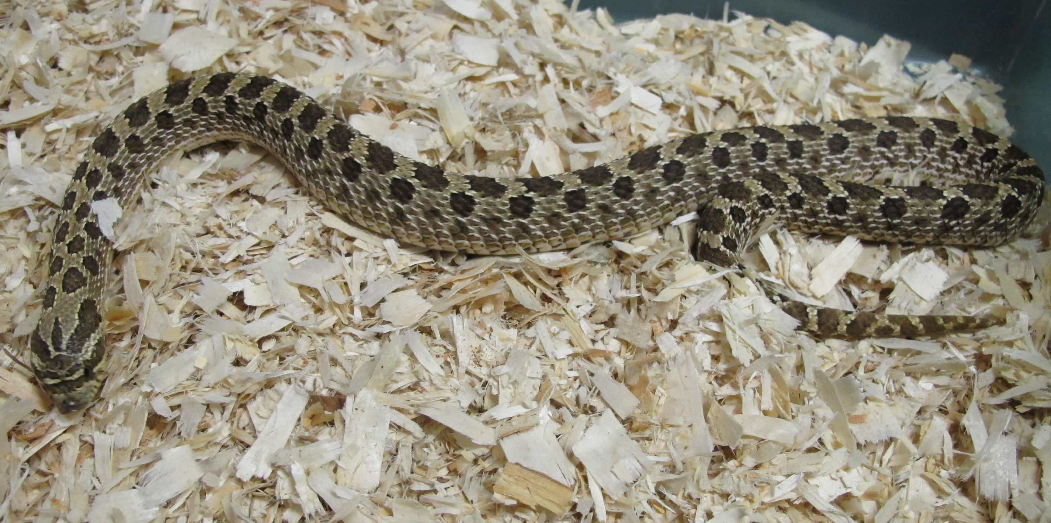 Western Hognose