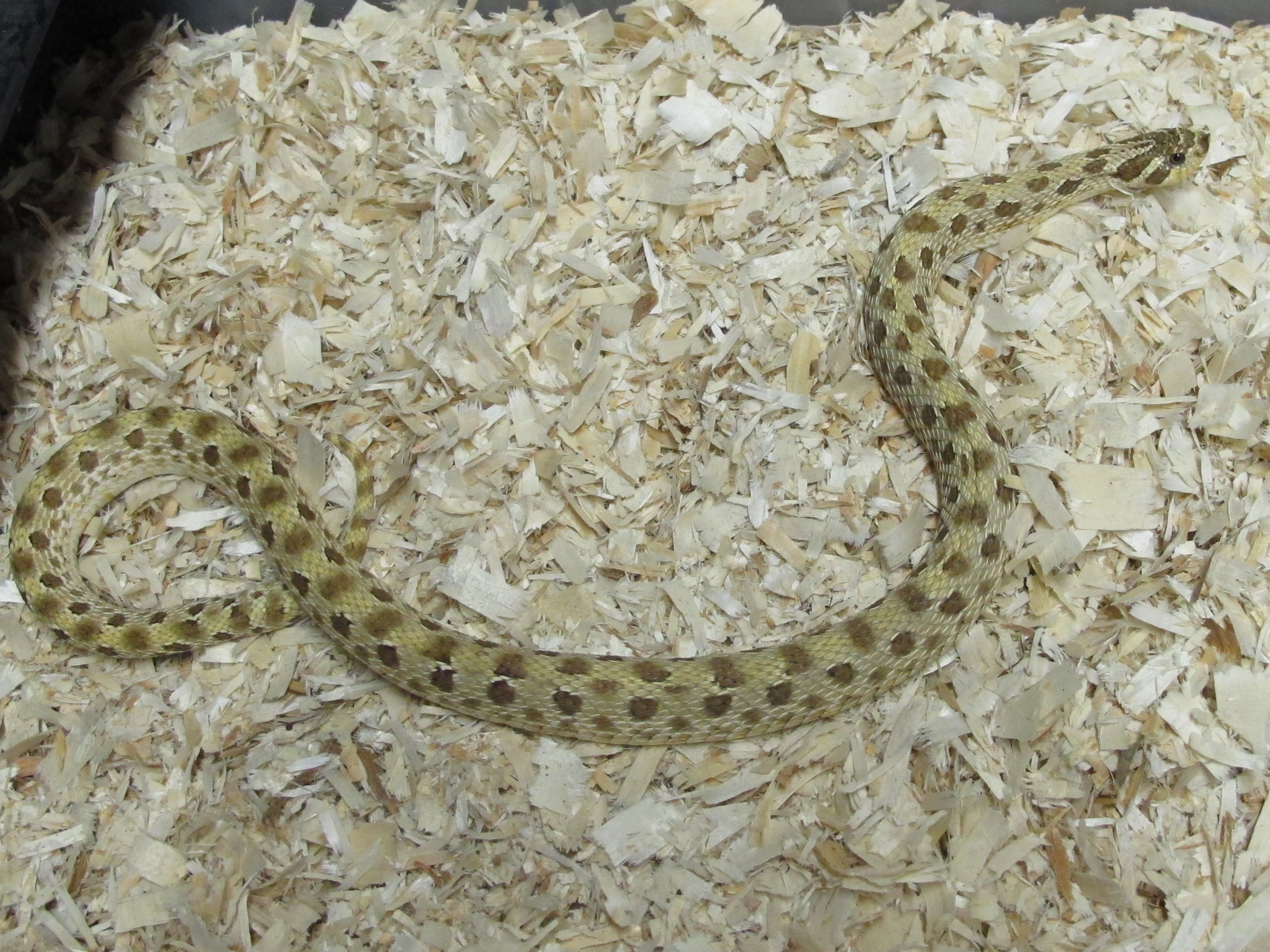 Western Hognose