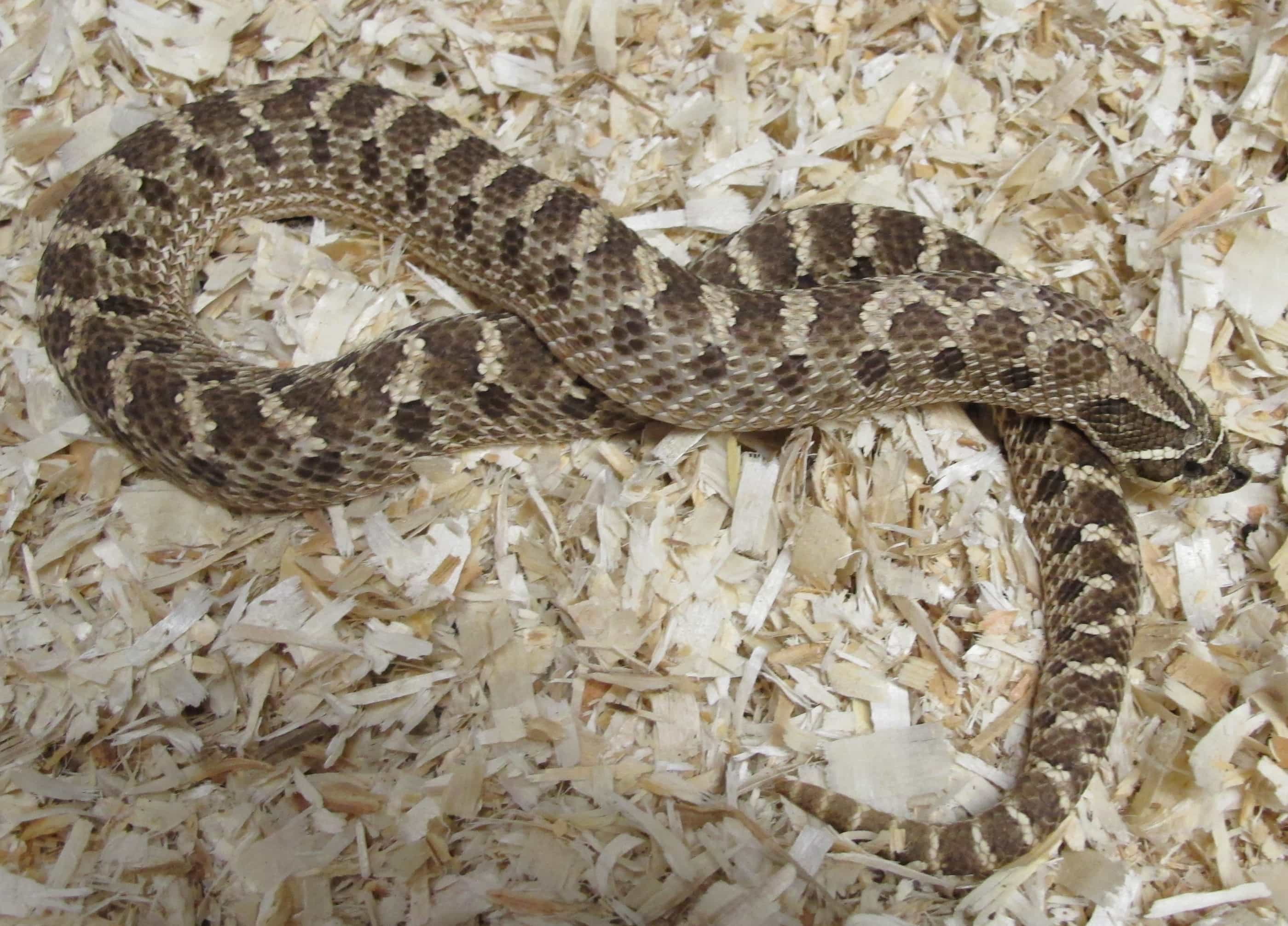 Western Hognose