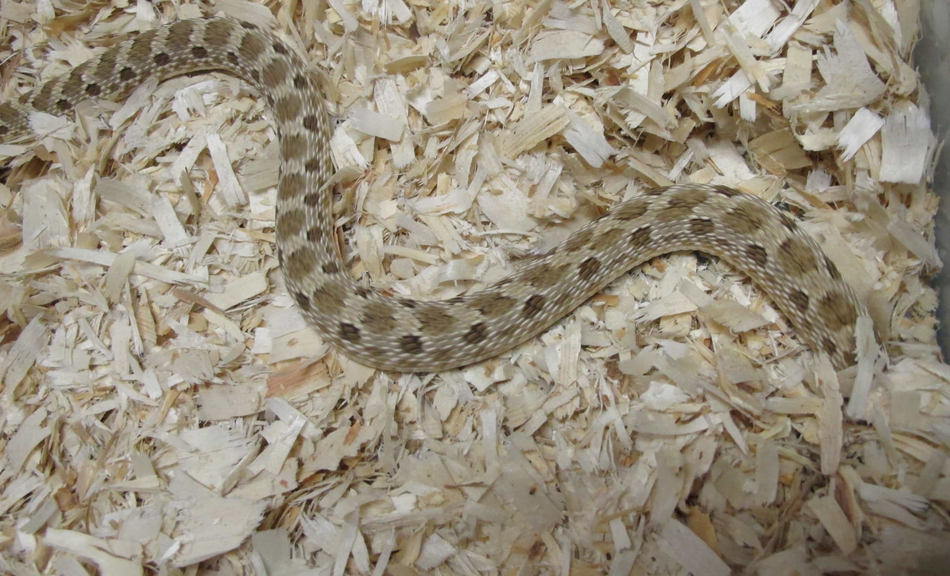 Western Hognose