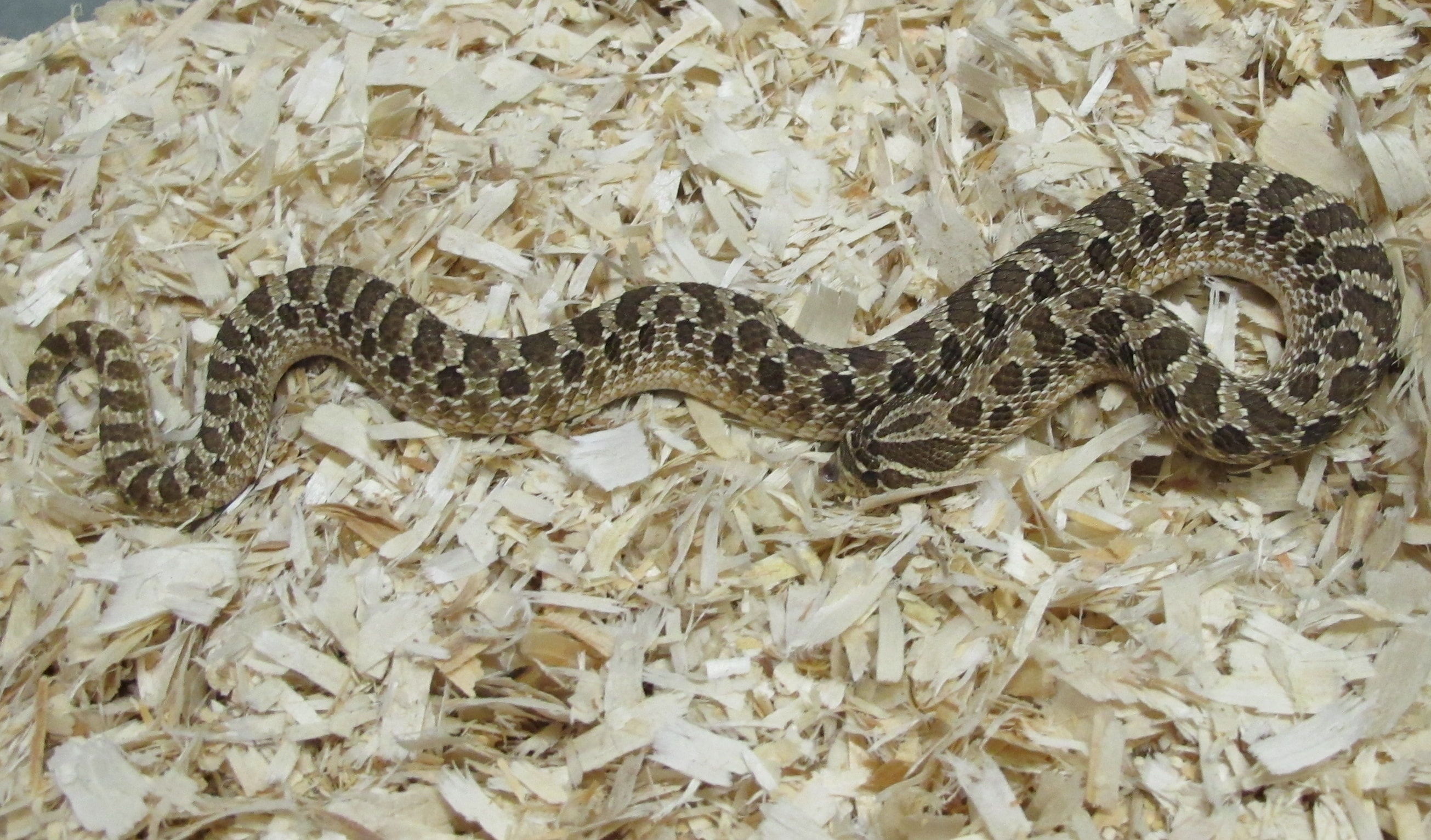 Western Hognose