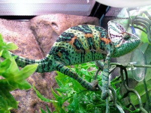 veiled chameleon 6262013 (1)