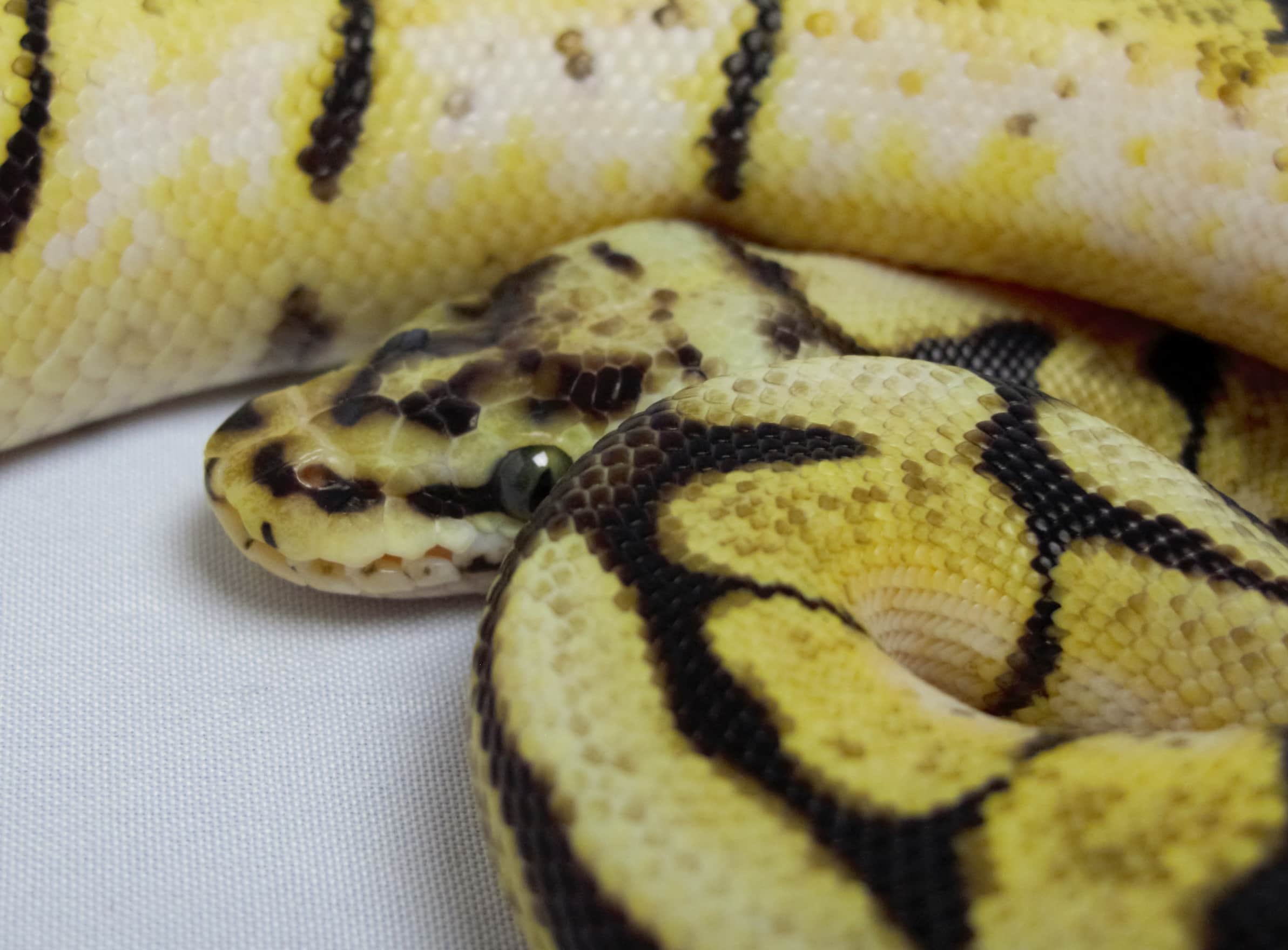 Ball Python