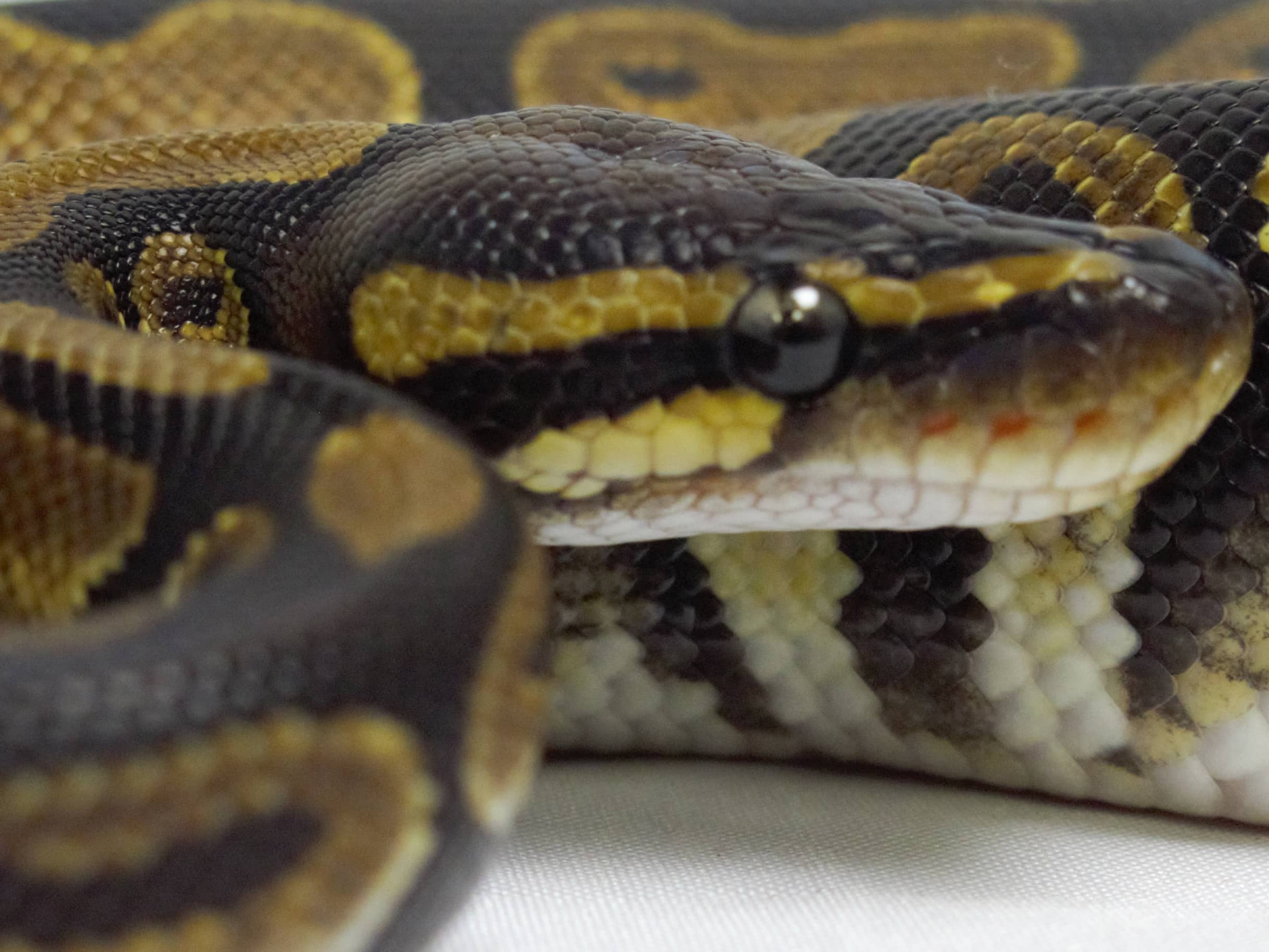 Ball Python