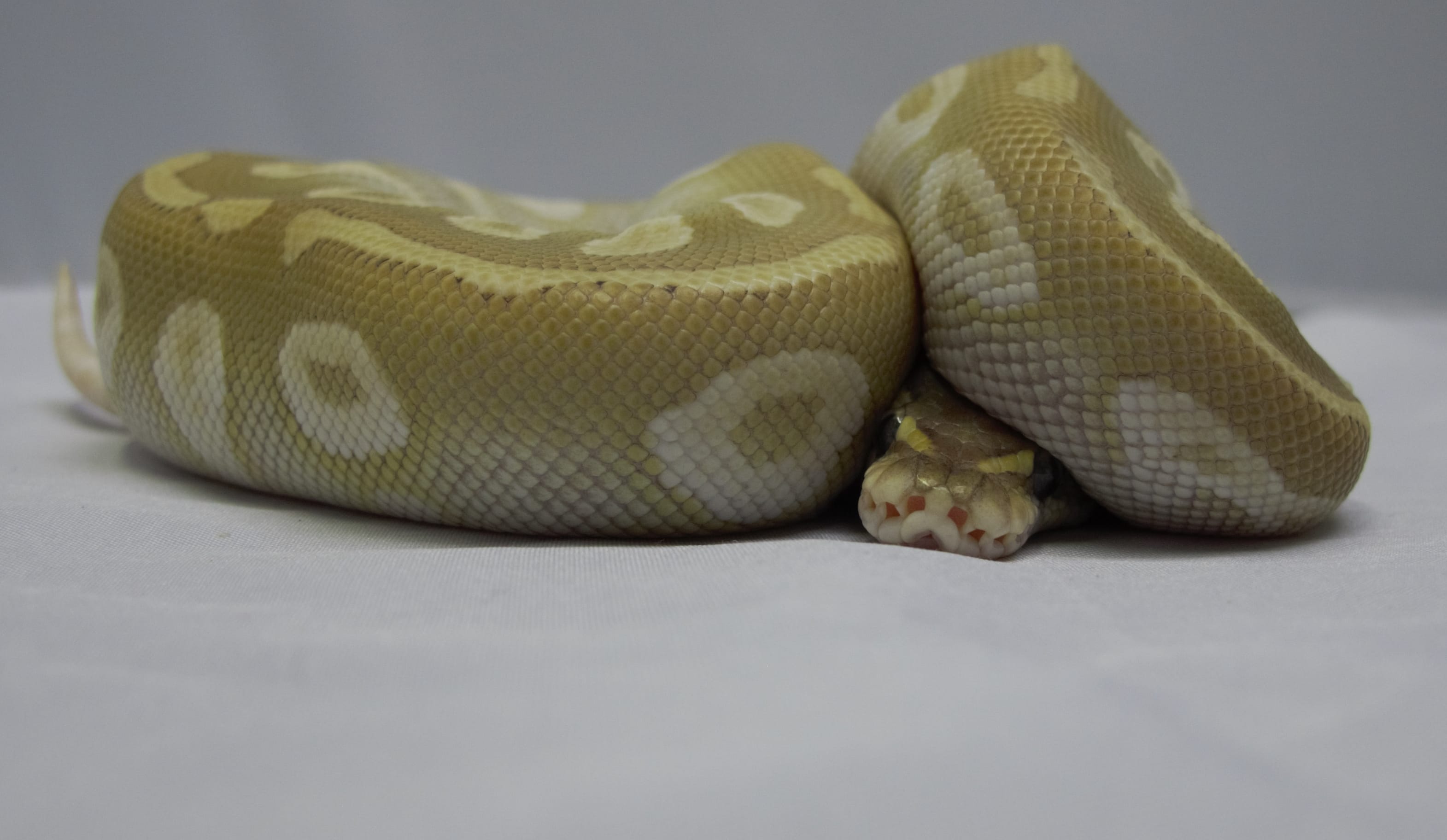 Ball Python