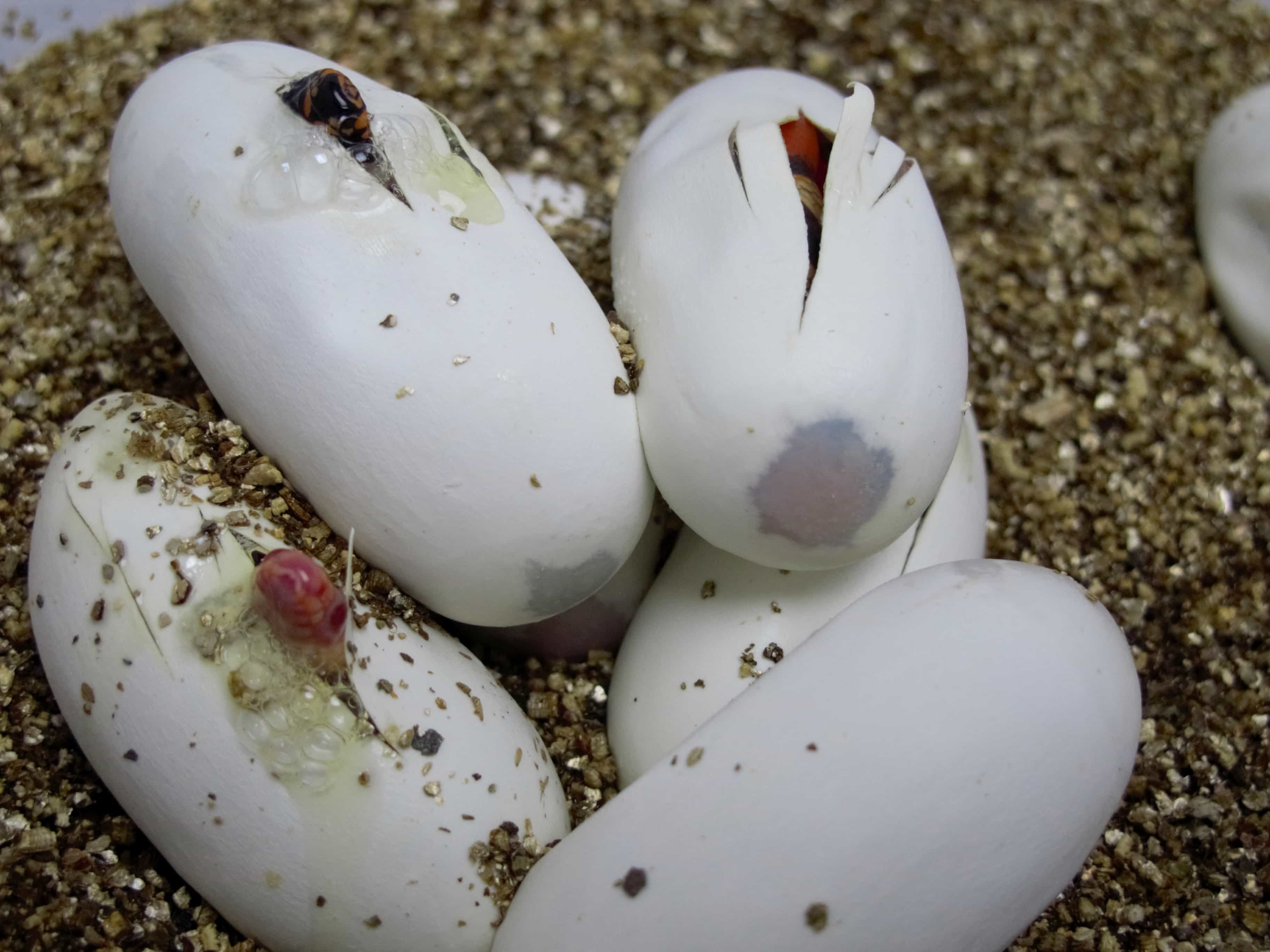 Honduran Milksnakes Hatching