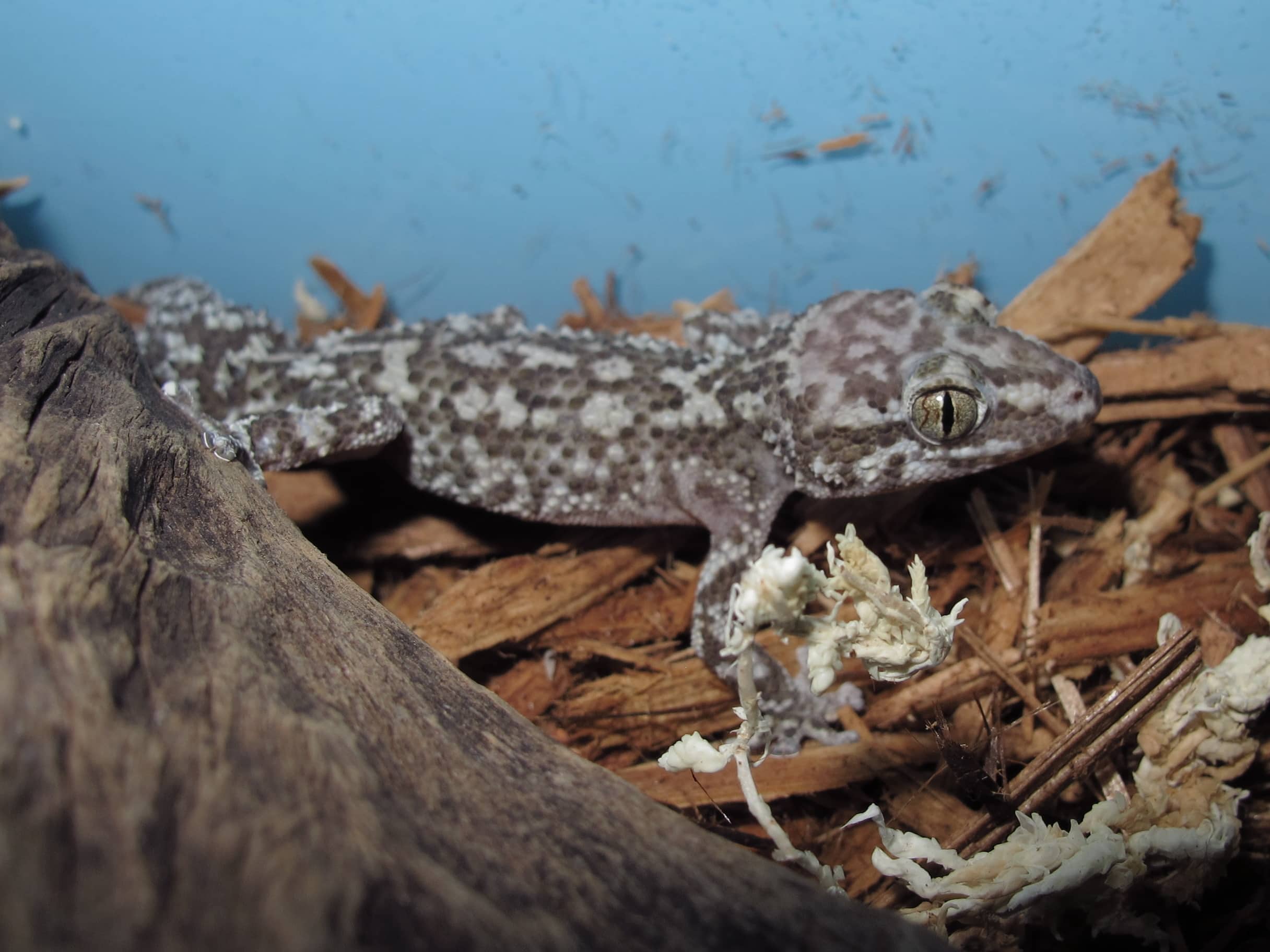 Madagascar Spiny Gecko