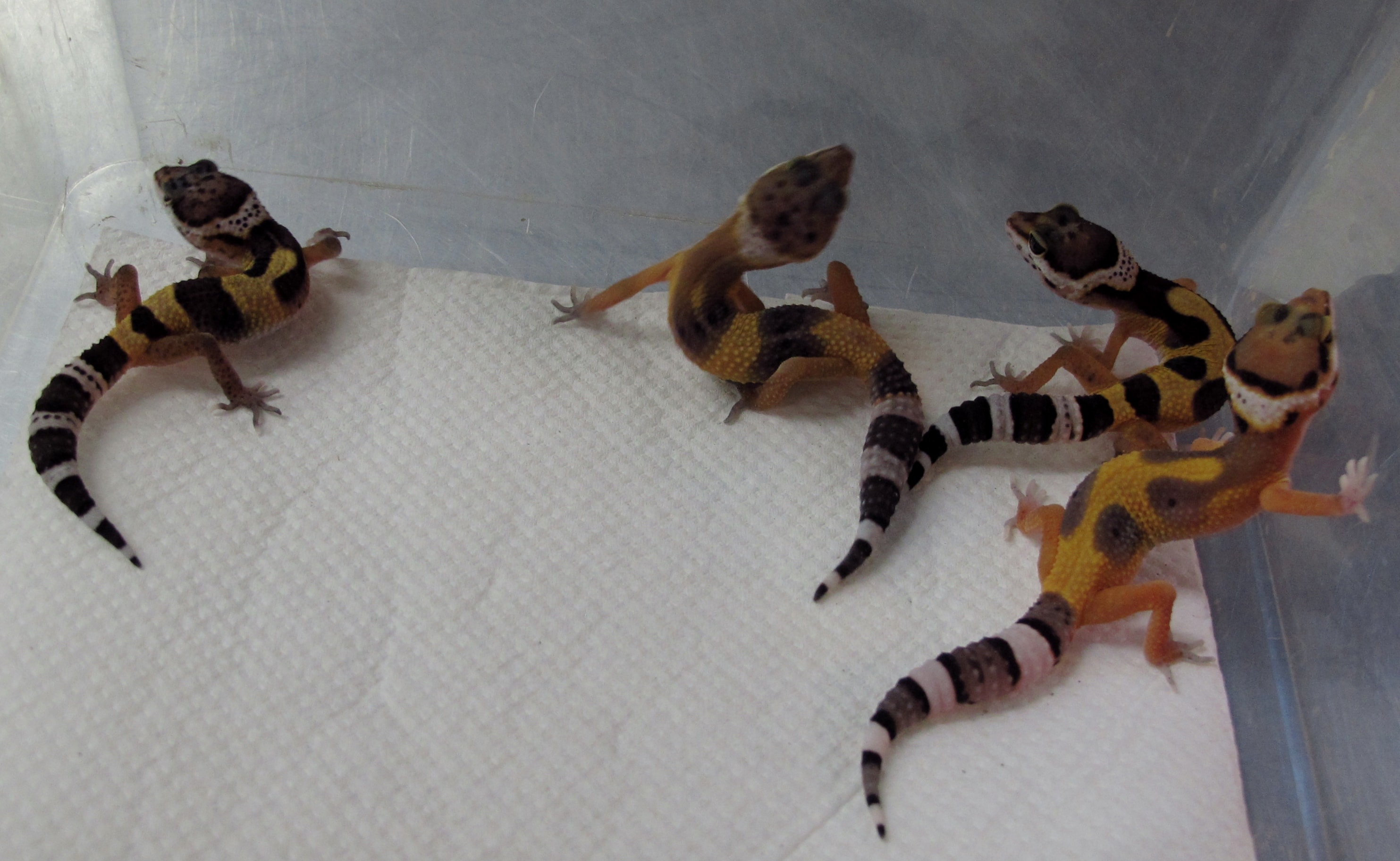 Leopard Gecko babies