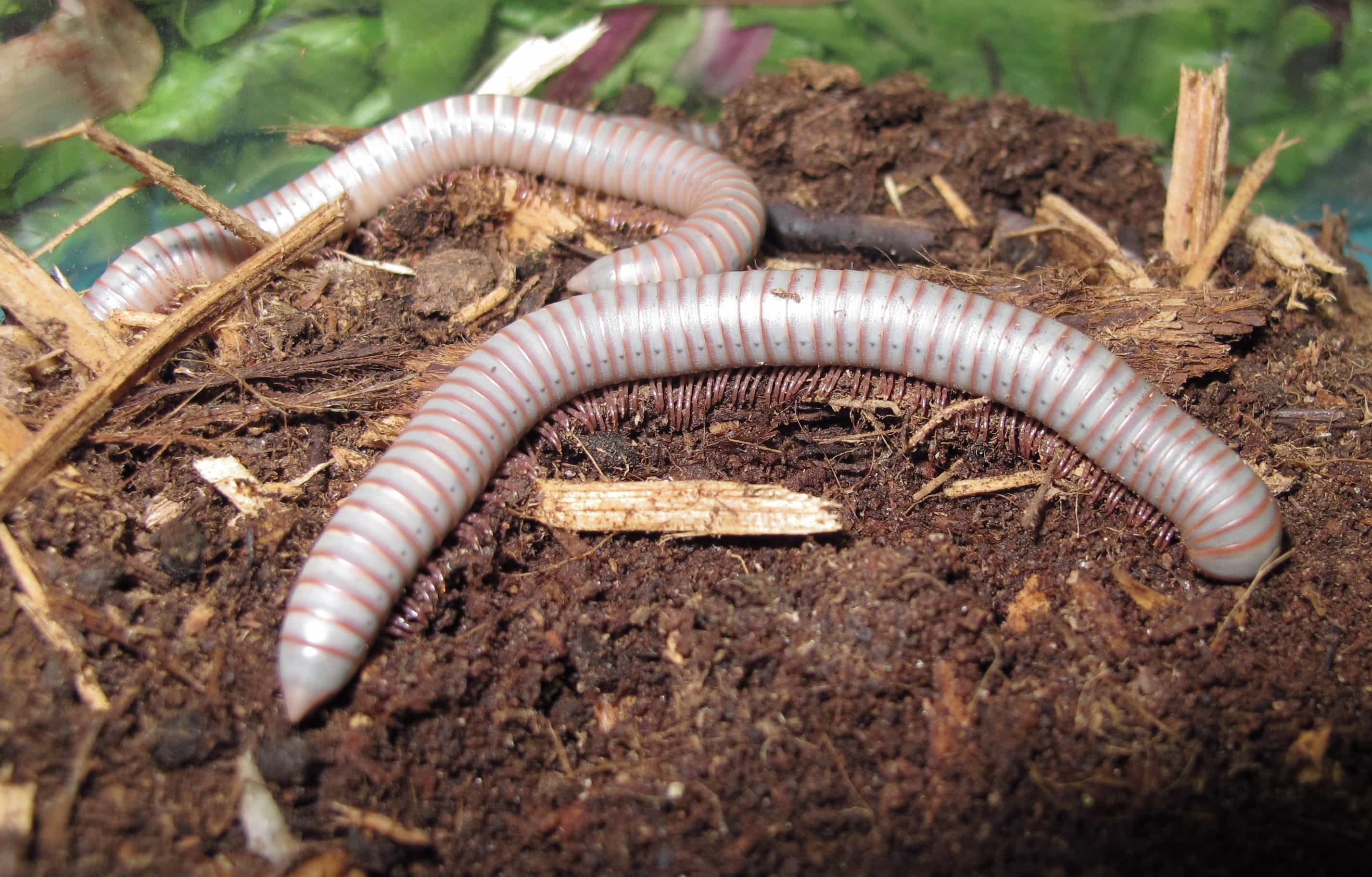 Thai Rainbow Millipede