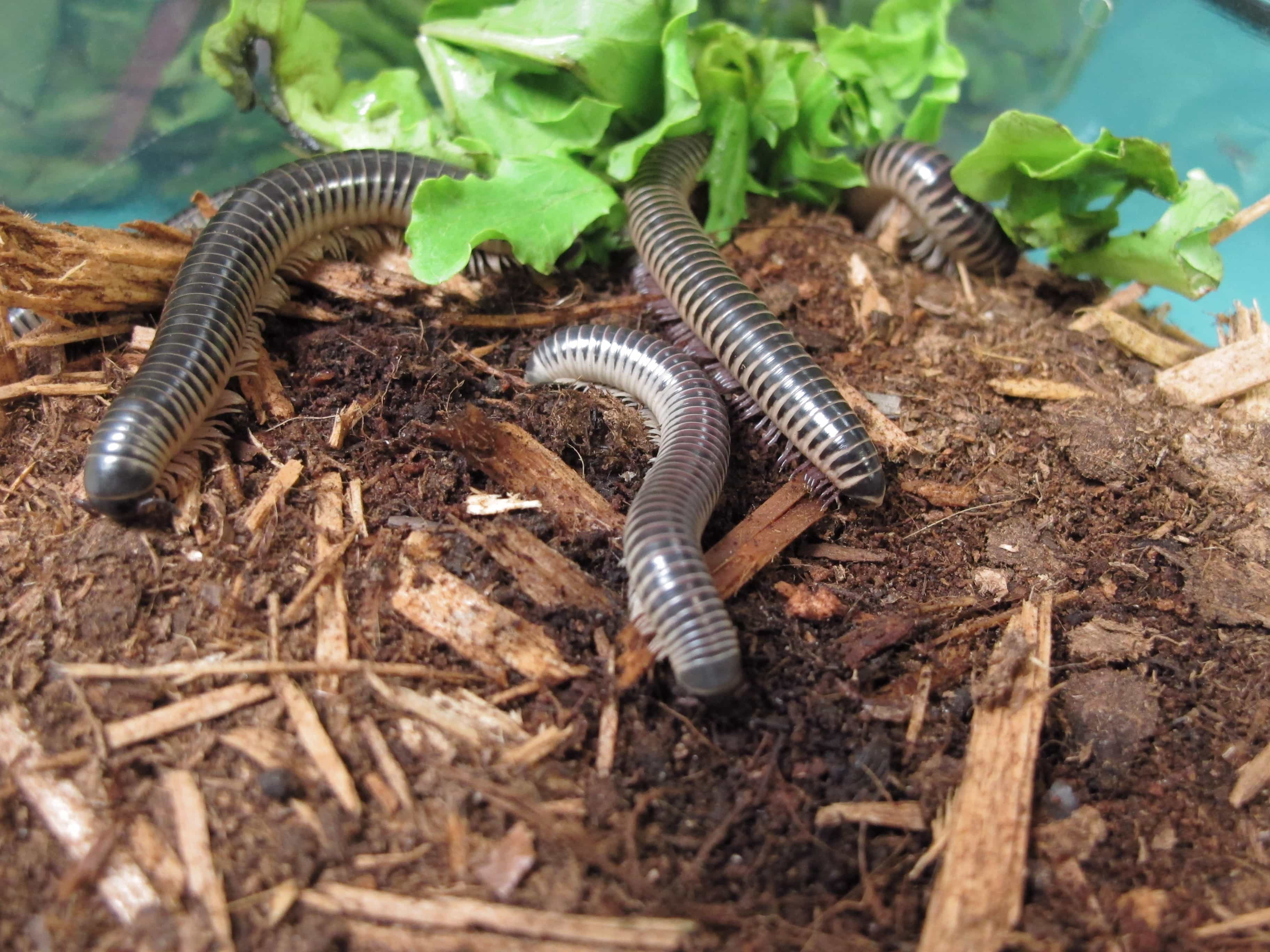 Ivory Millipede