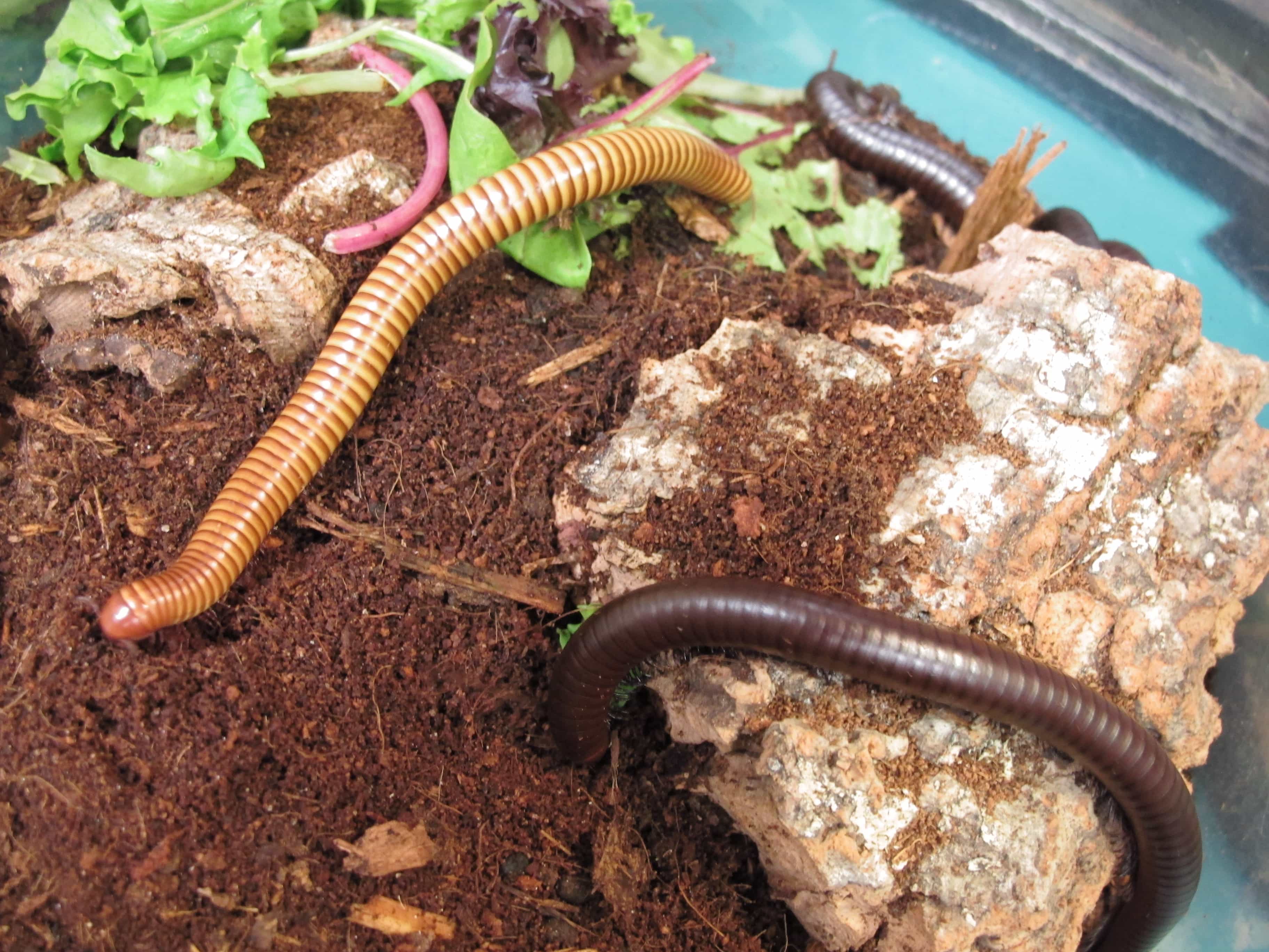 Giant Texas Brown and Gold Millipede