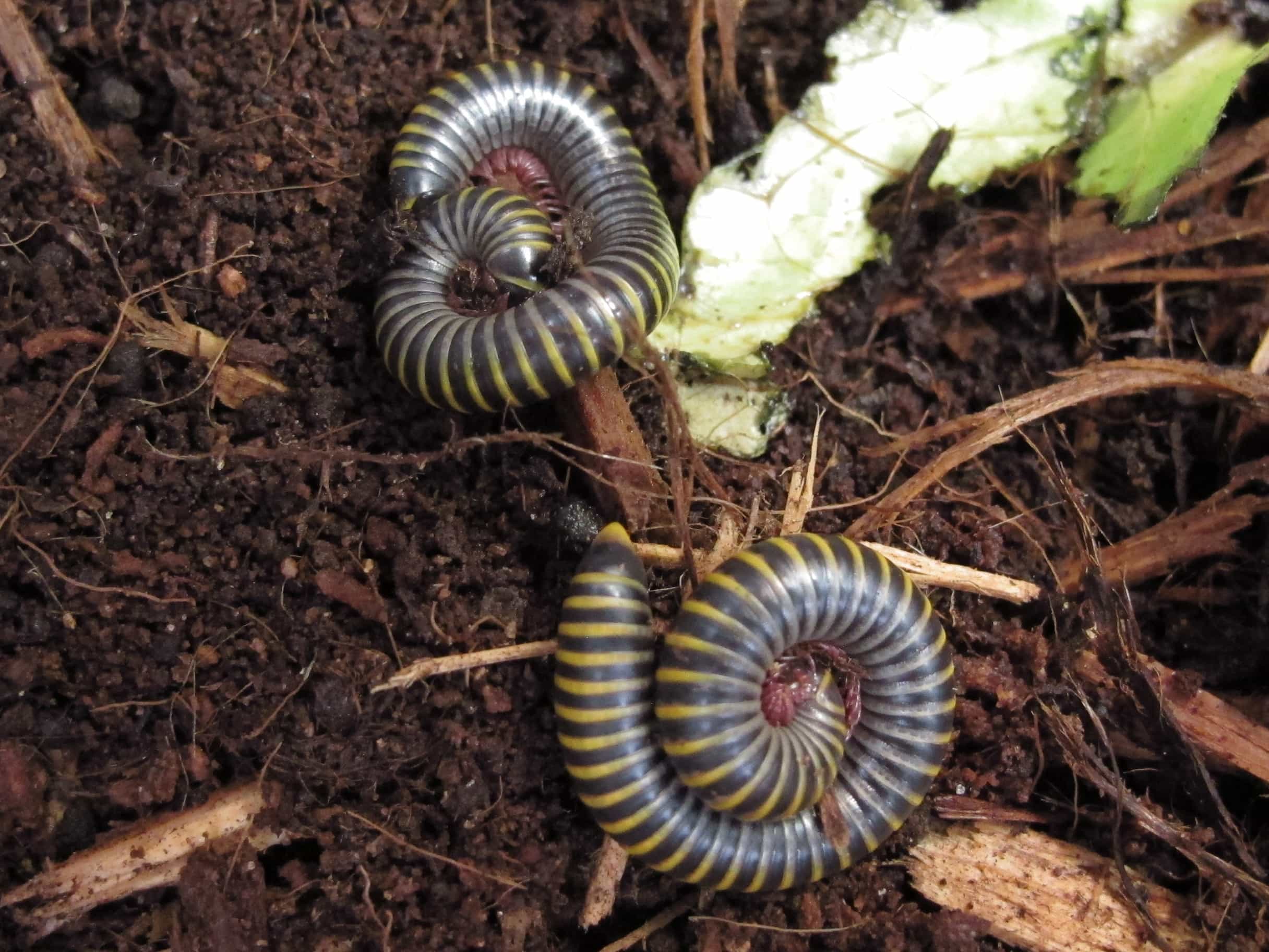 Bumblebee Millipede