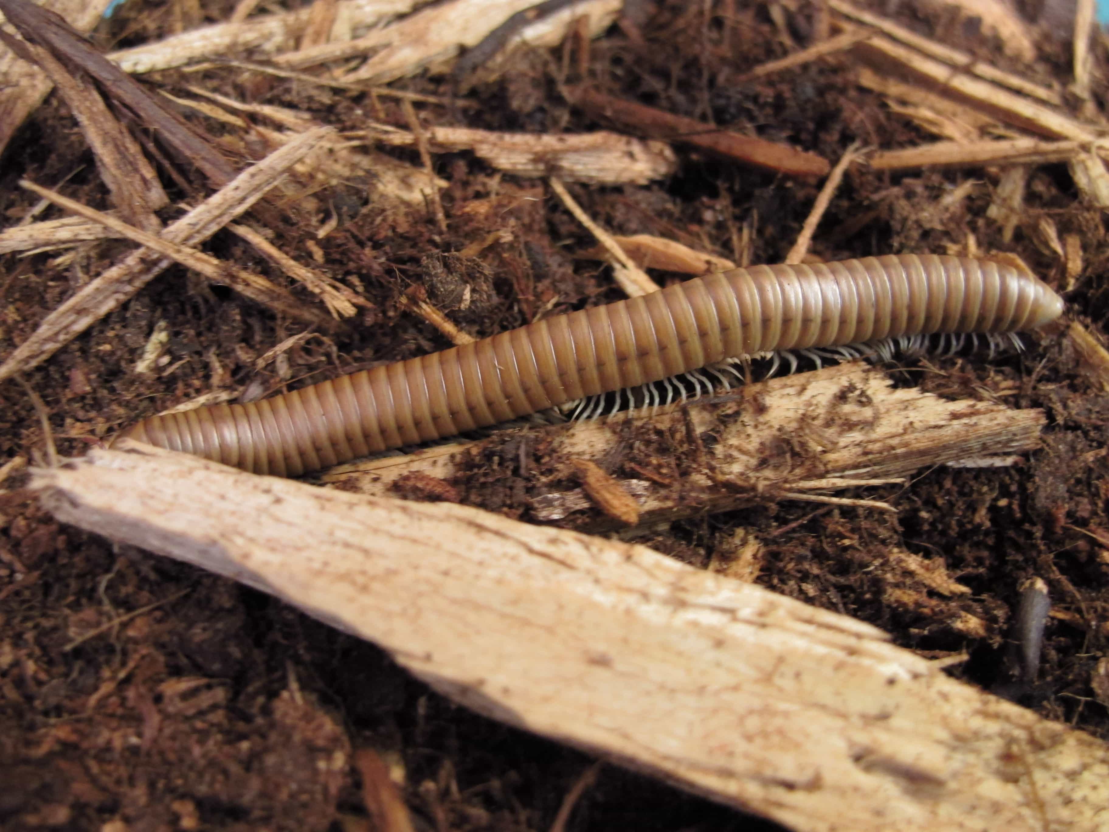 Chocolate Millipede