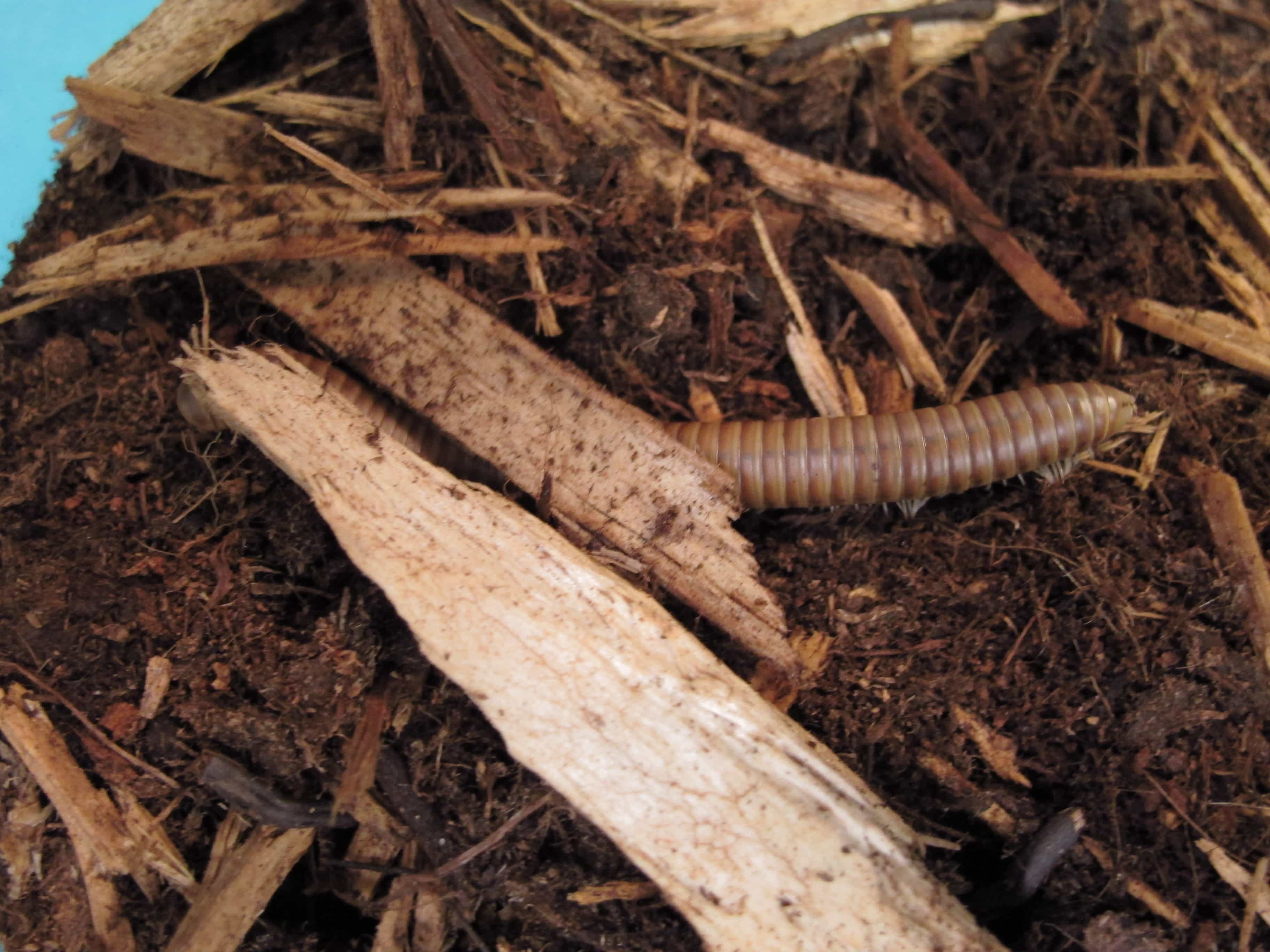 Chocolate Millipede Twin Cities Reptiles