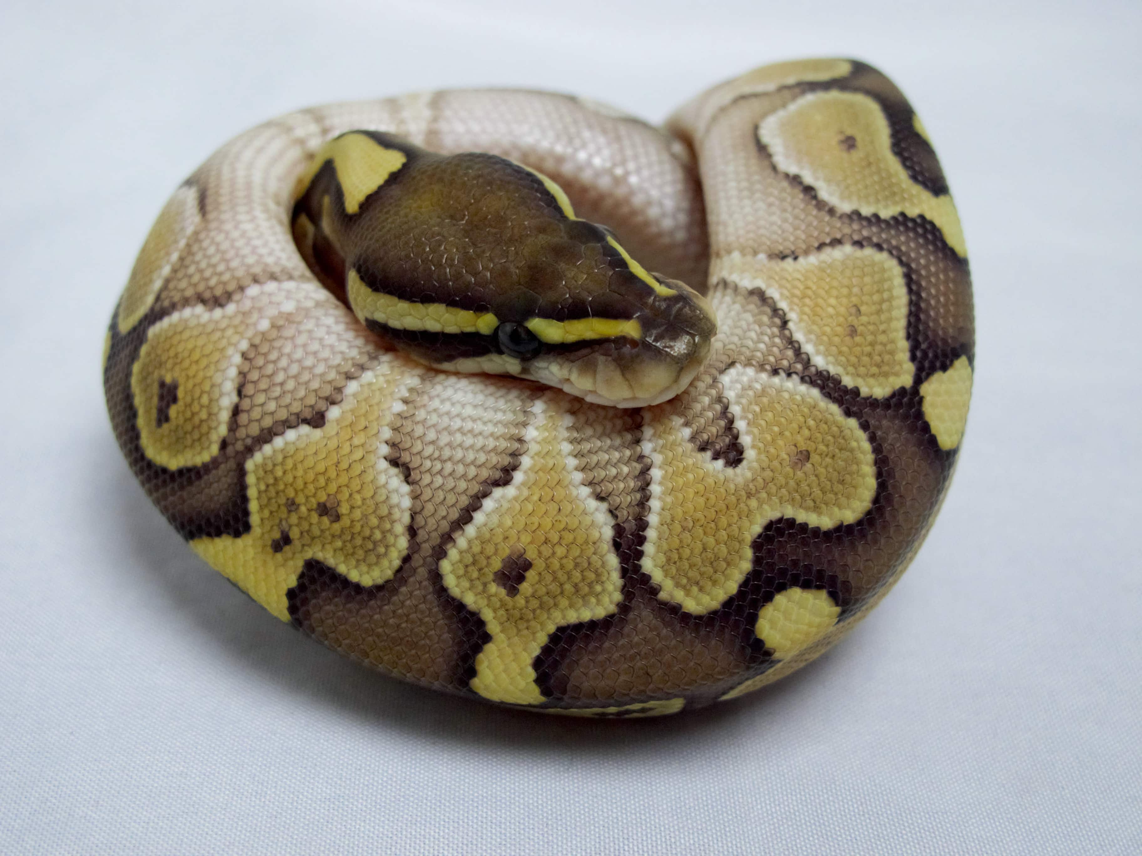 Ball Python