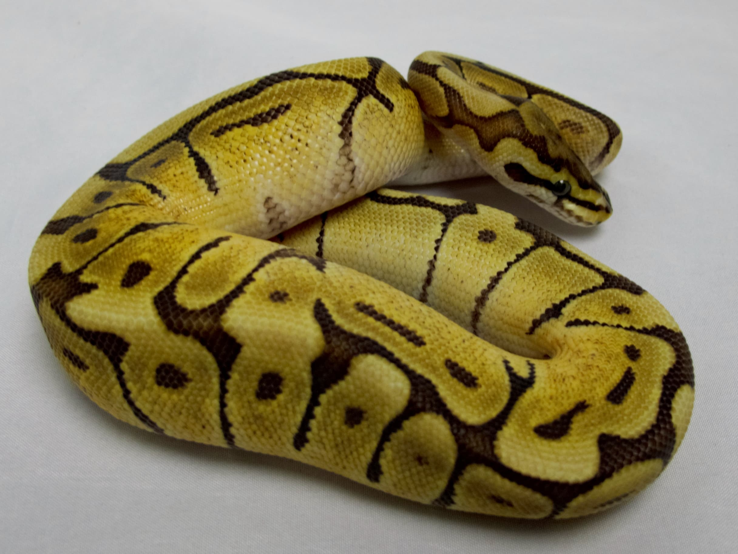 Ball Python.