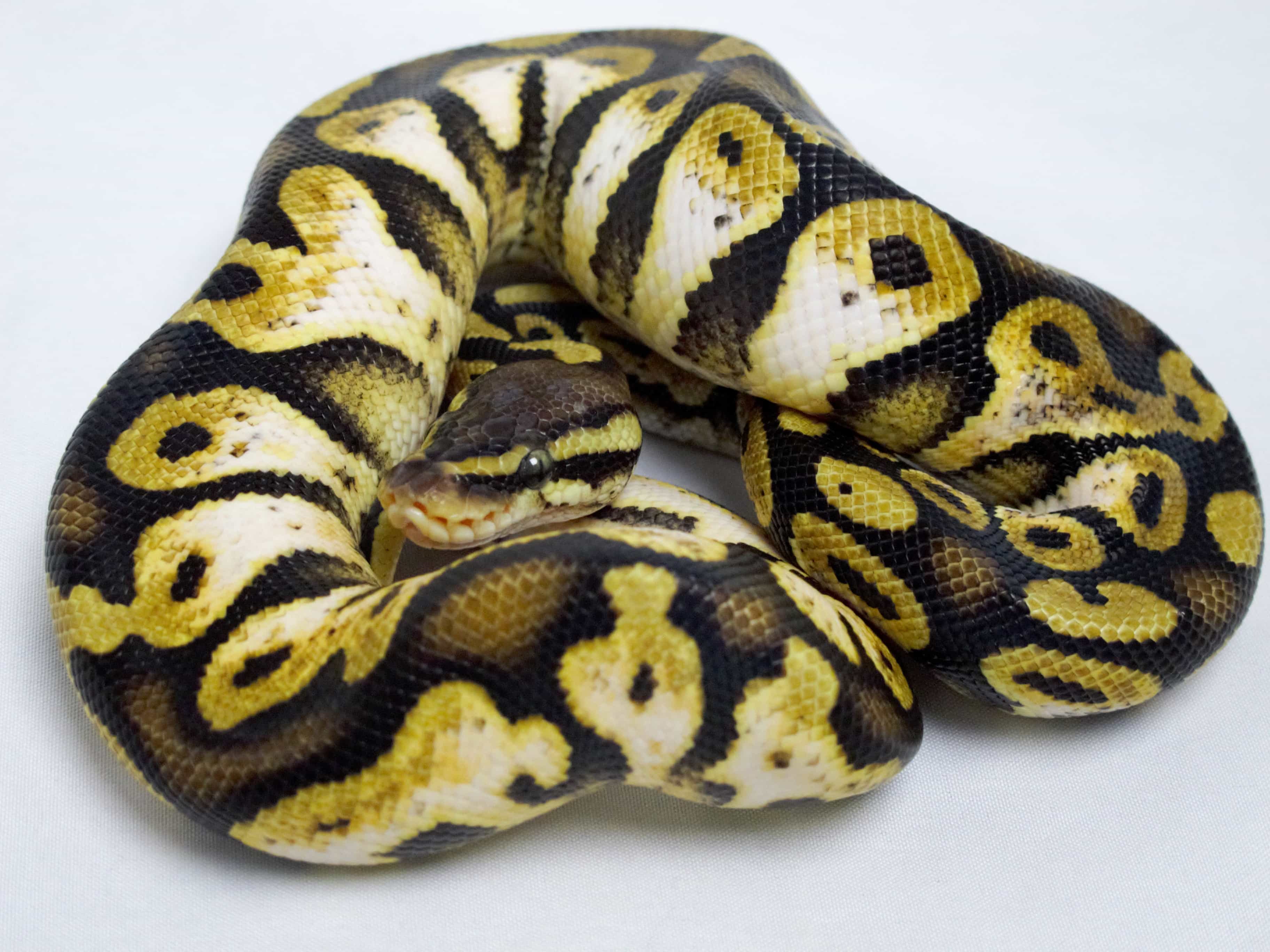 Ball Python