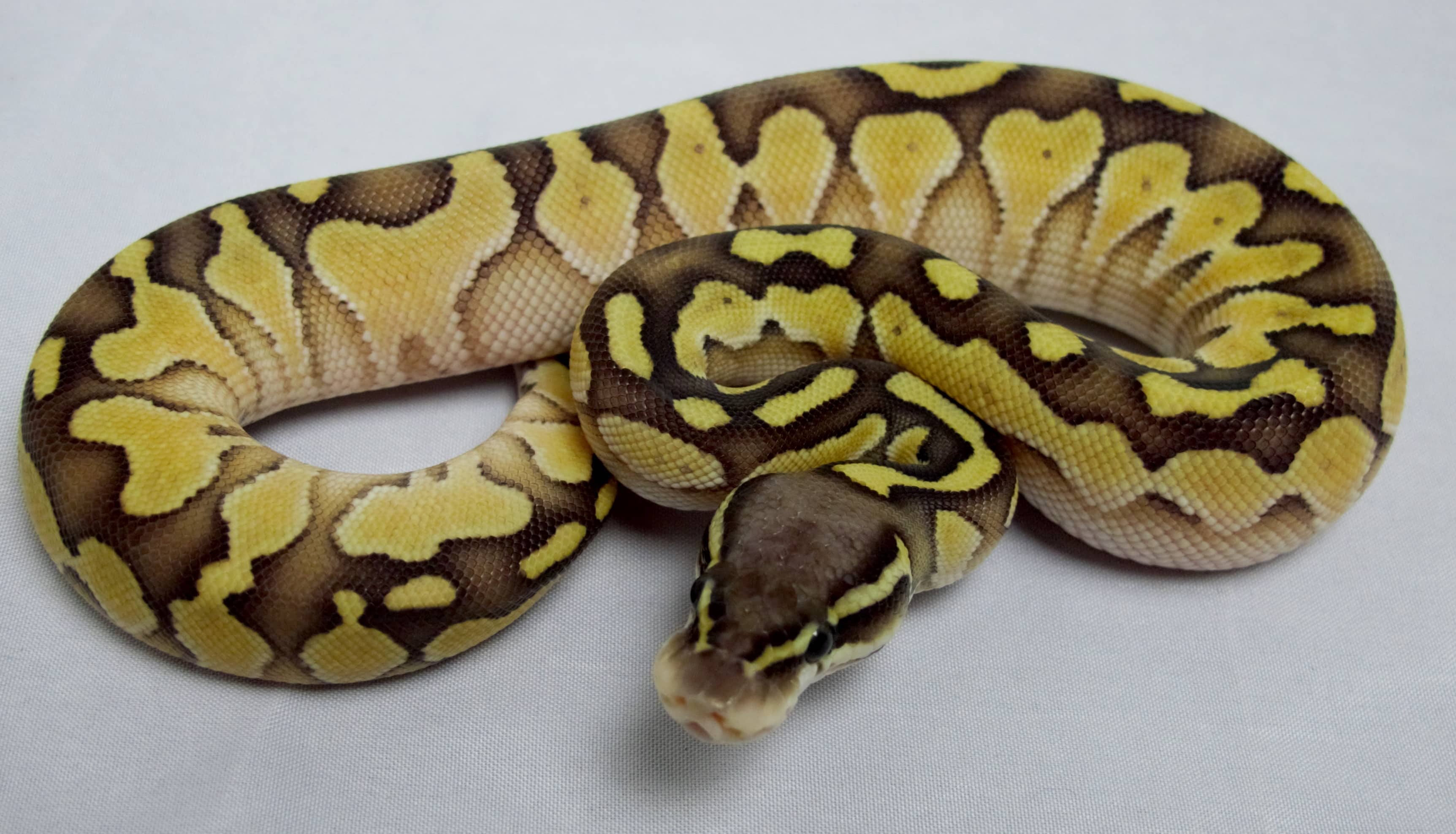 Ball Python