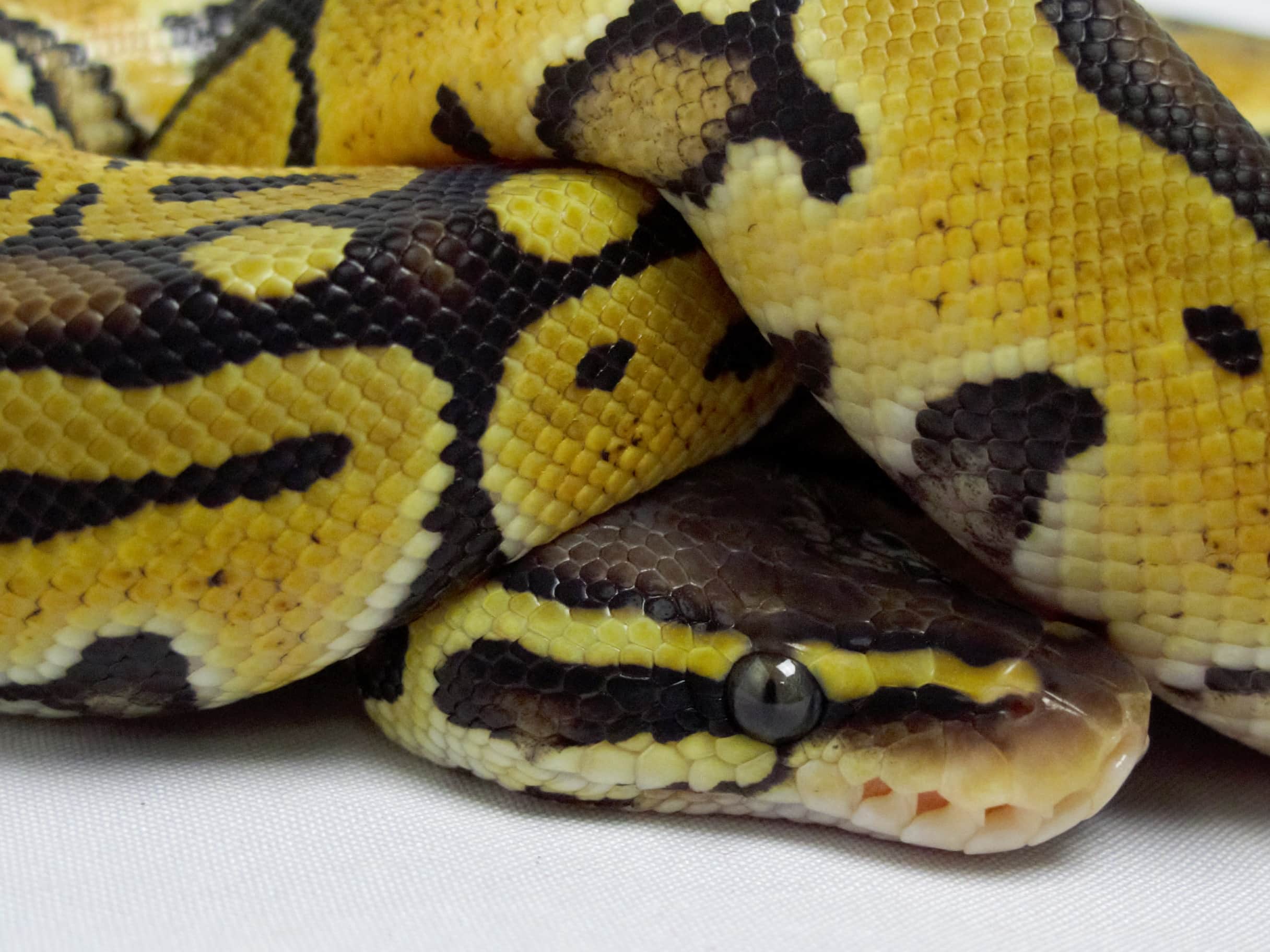 Ball Python