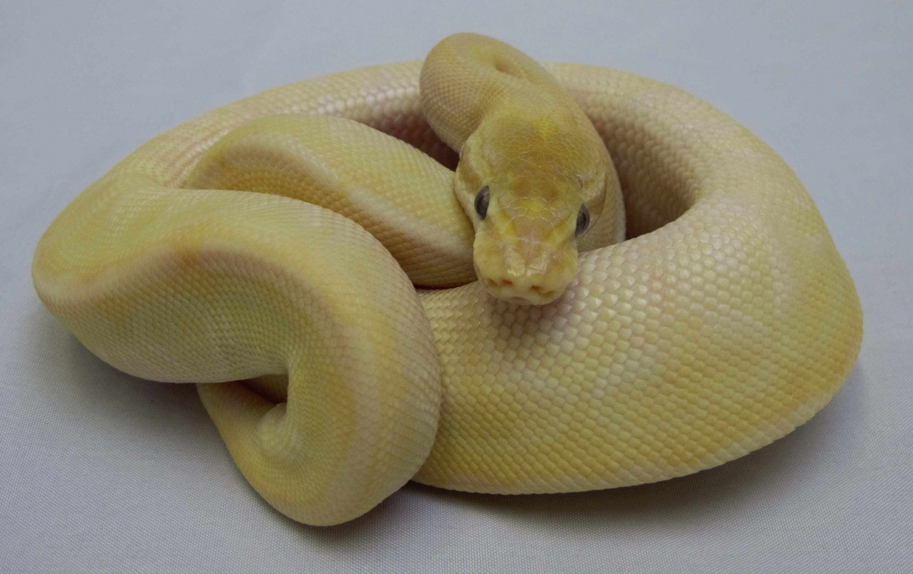 Ball Python