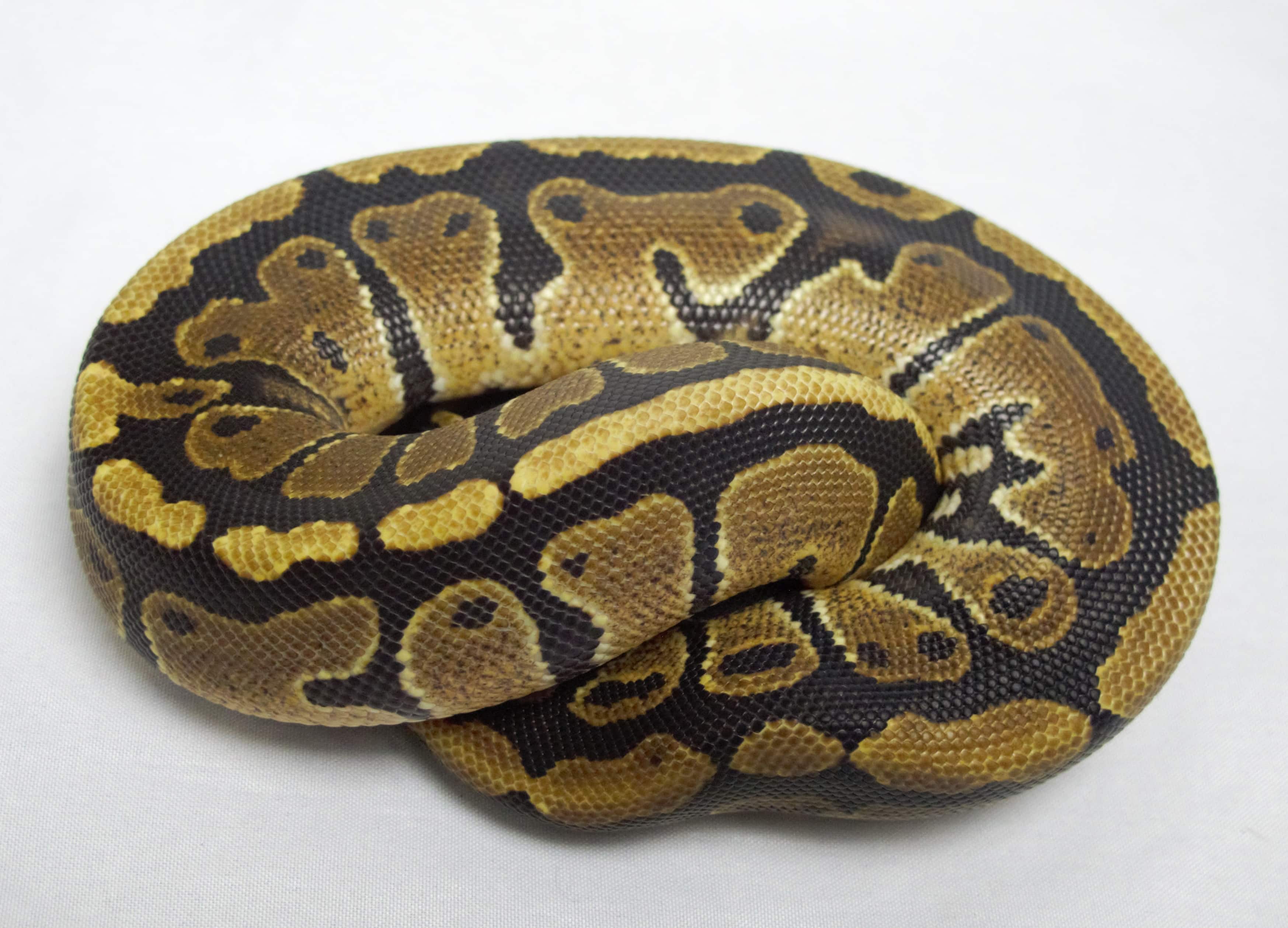 Ball Python, Vanilla Female 2013 - Twin Cities Reptiles.