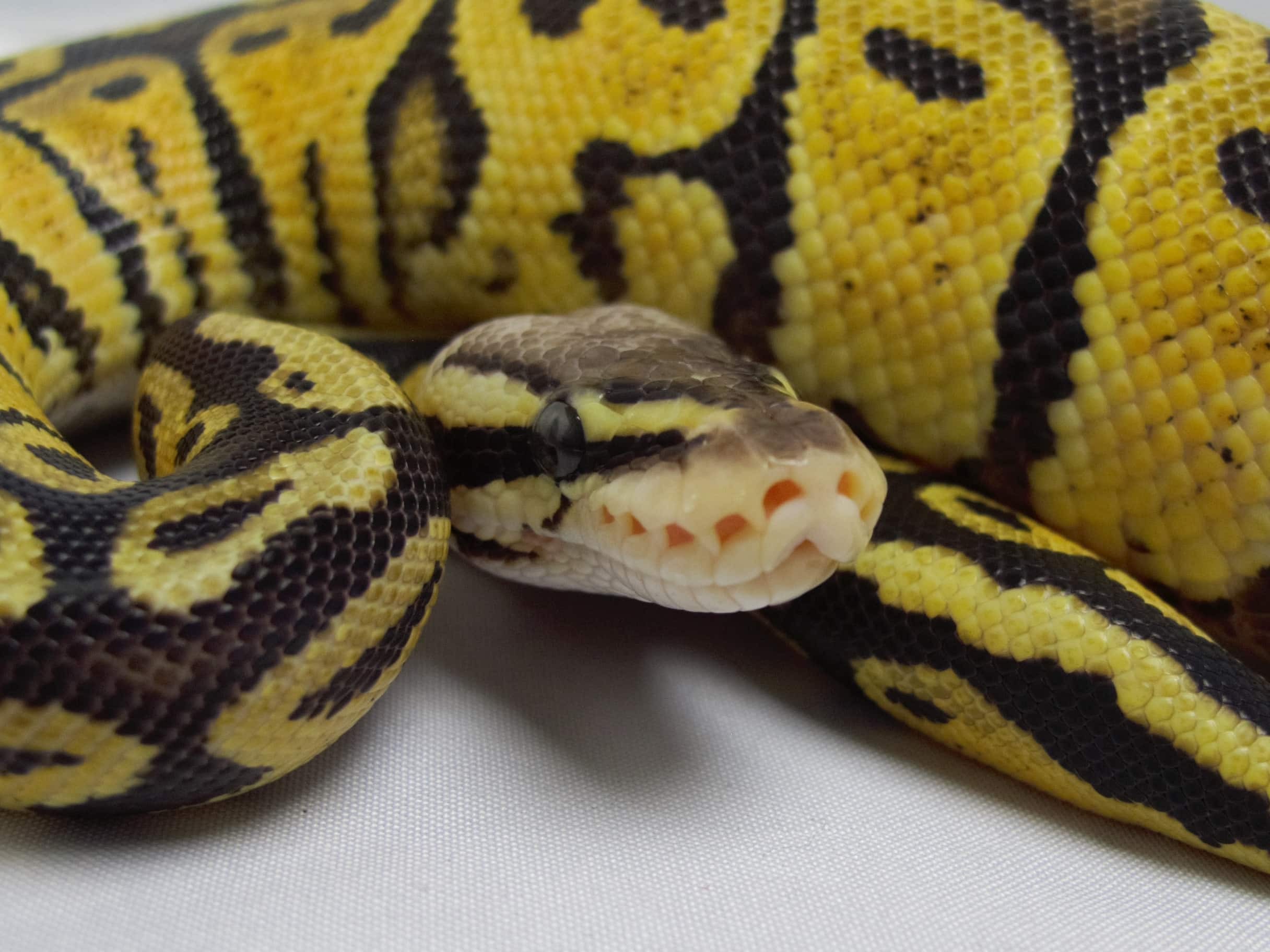 Ball Python