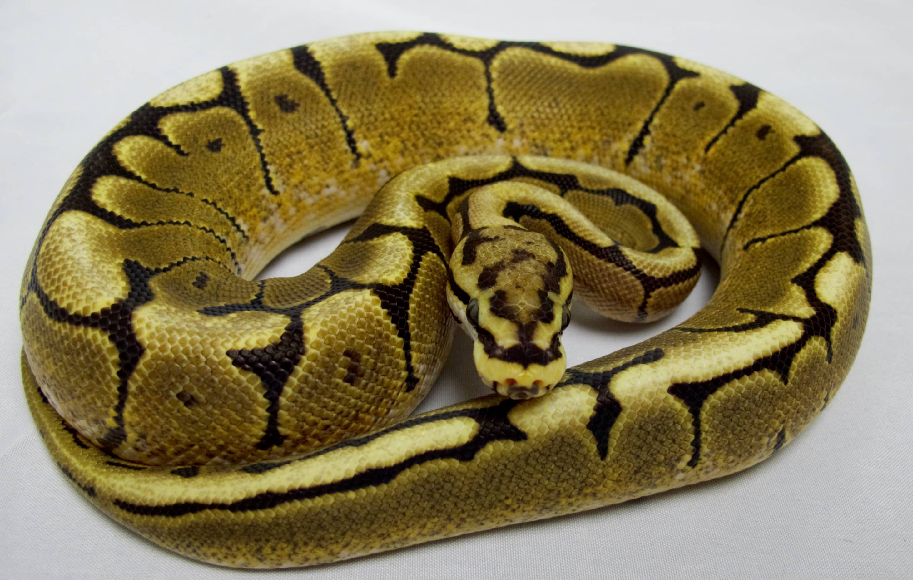 Ball Python