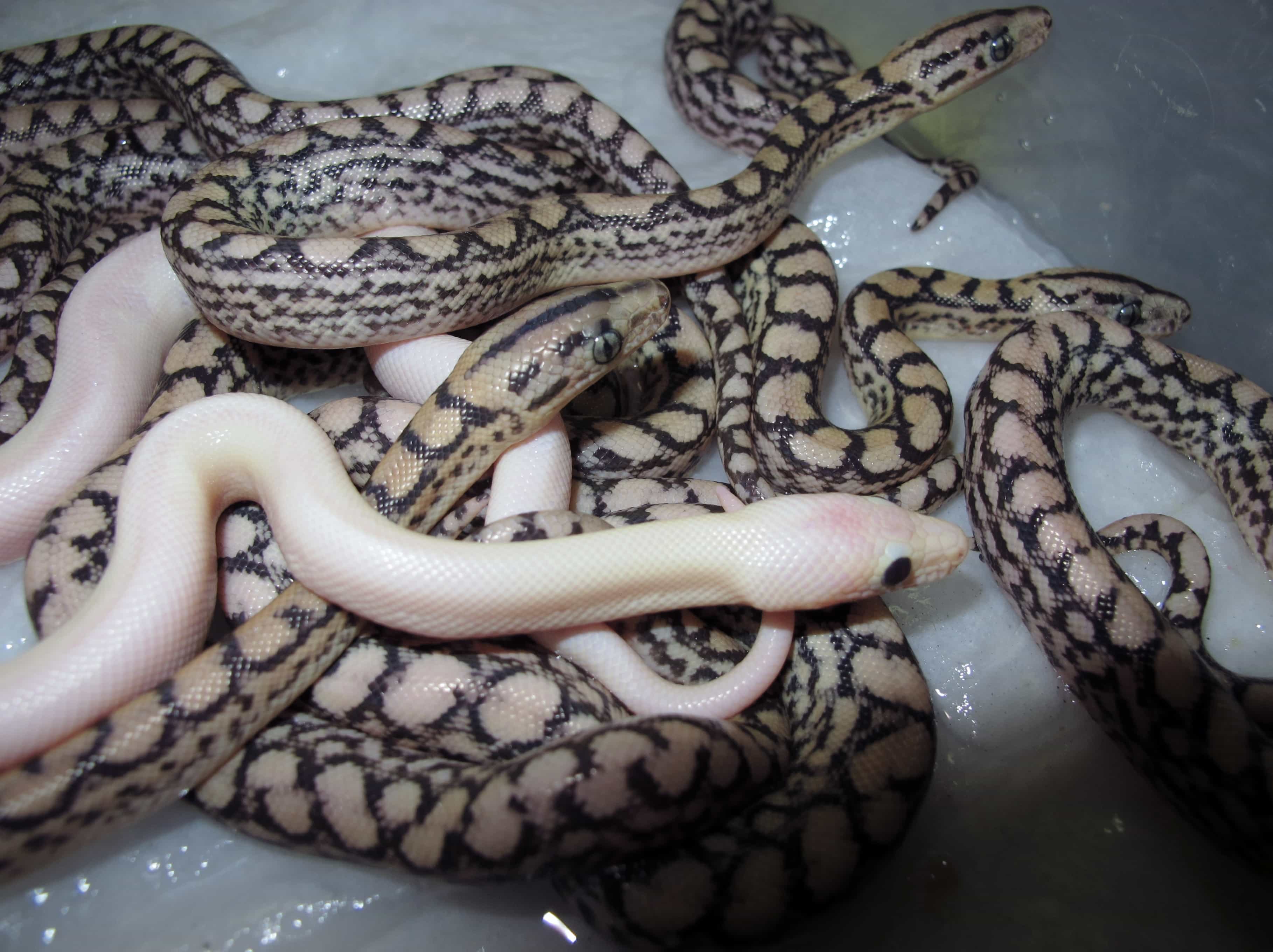 Colombian Rainbow Boa Babies