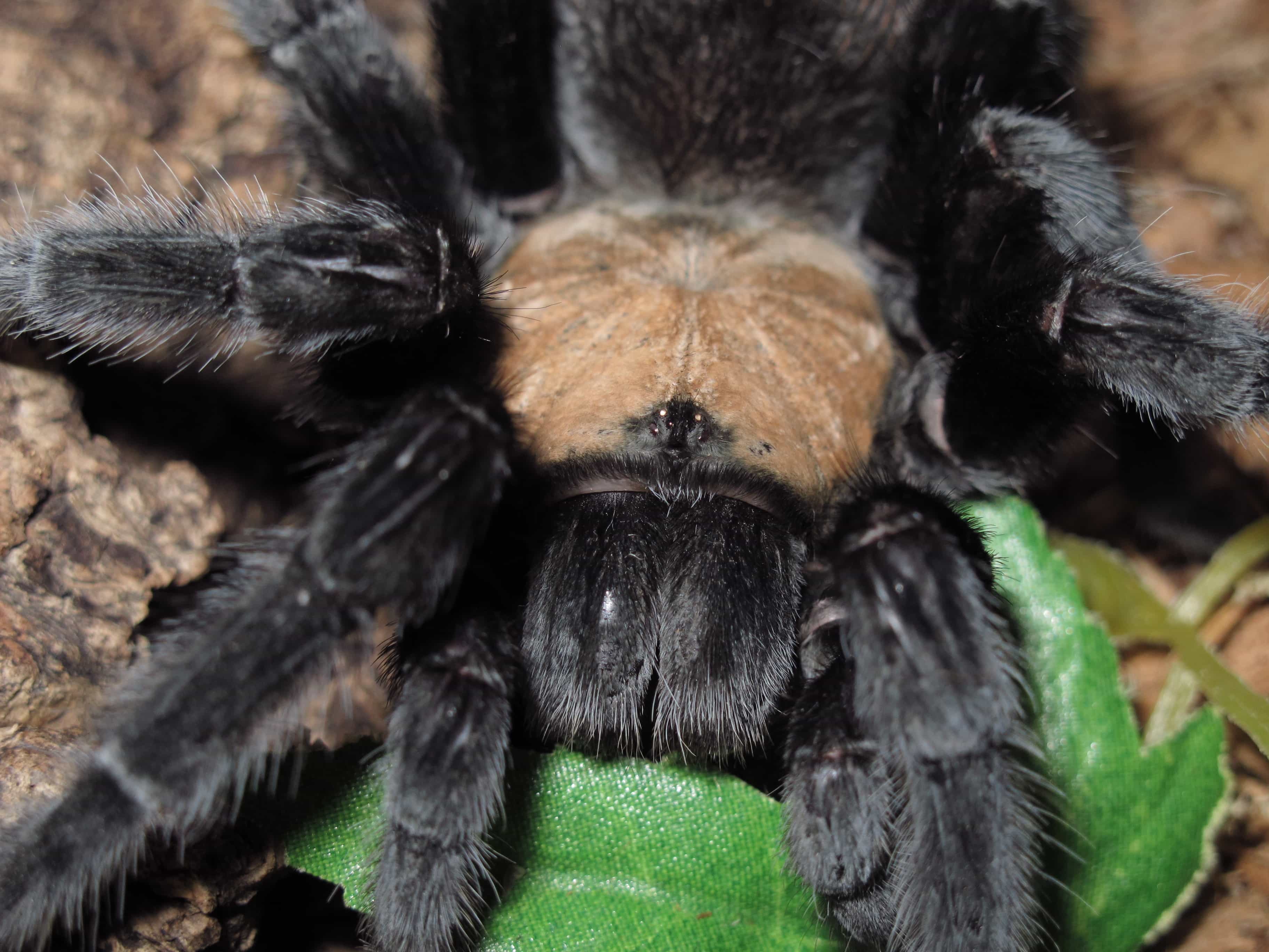 Brachypelma albiceps Female