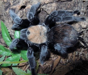 Brachypelma albiceps Female