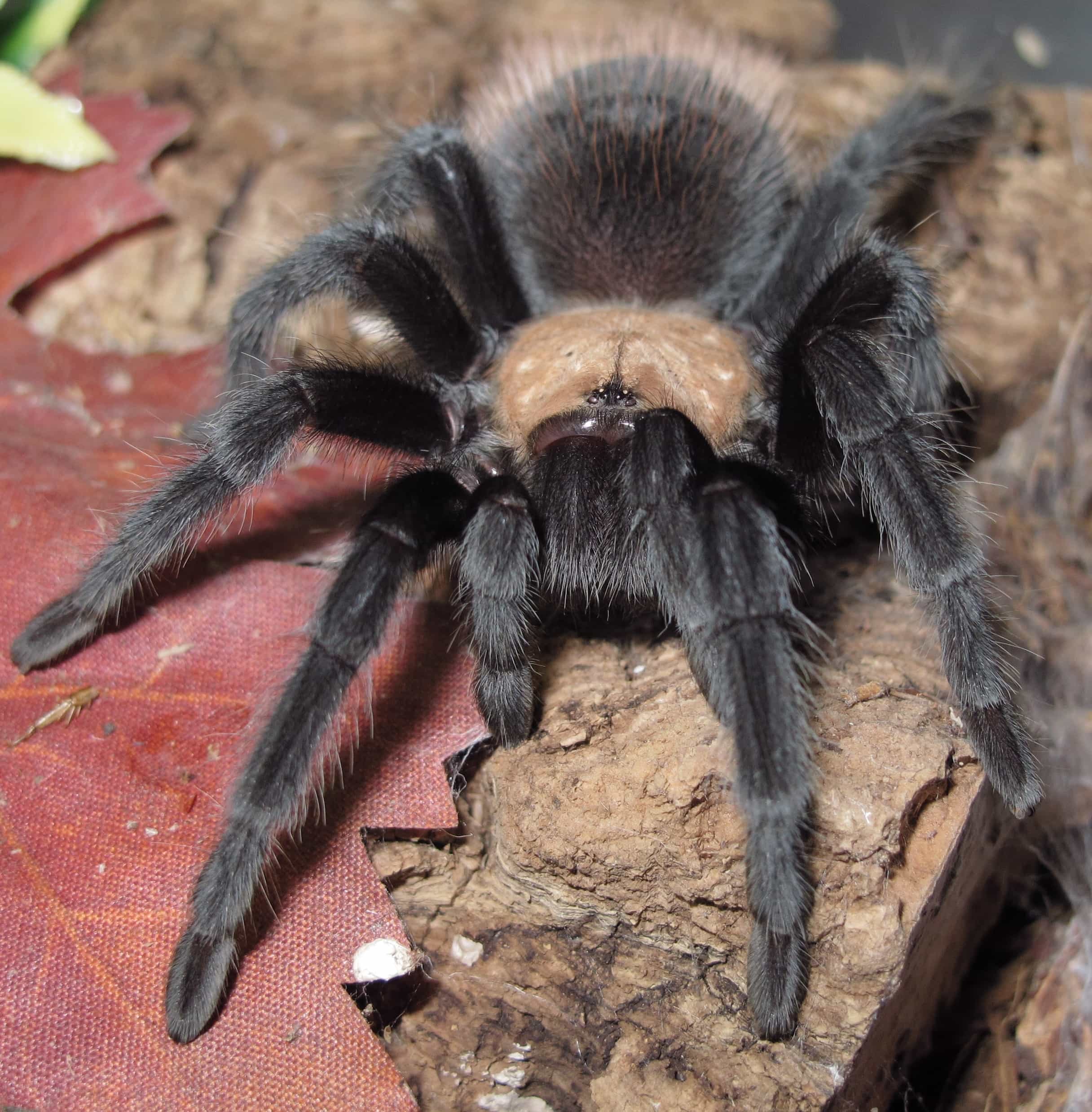 Brachypelma albiceps Male