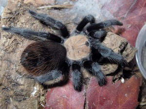 Brachypelma albiceps Male