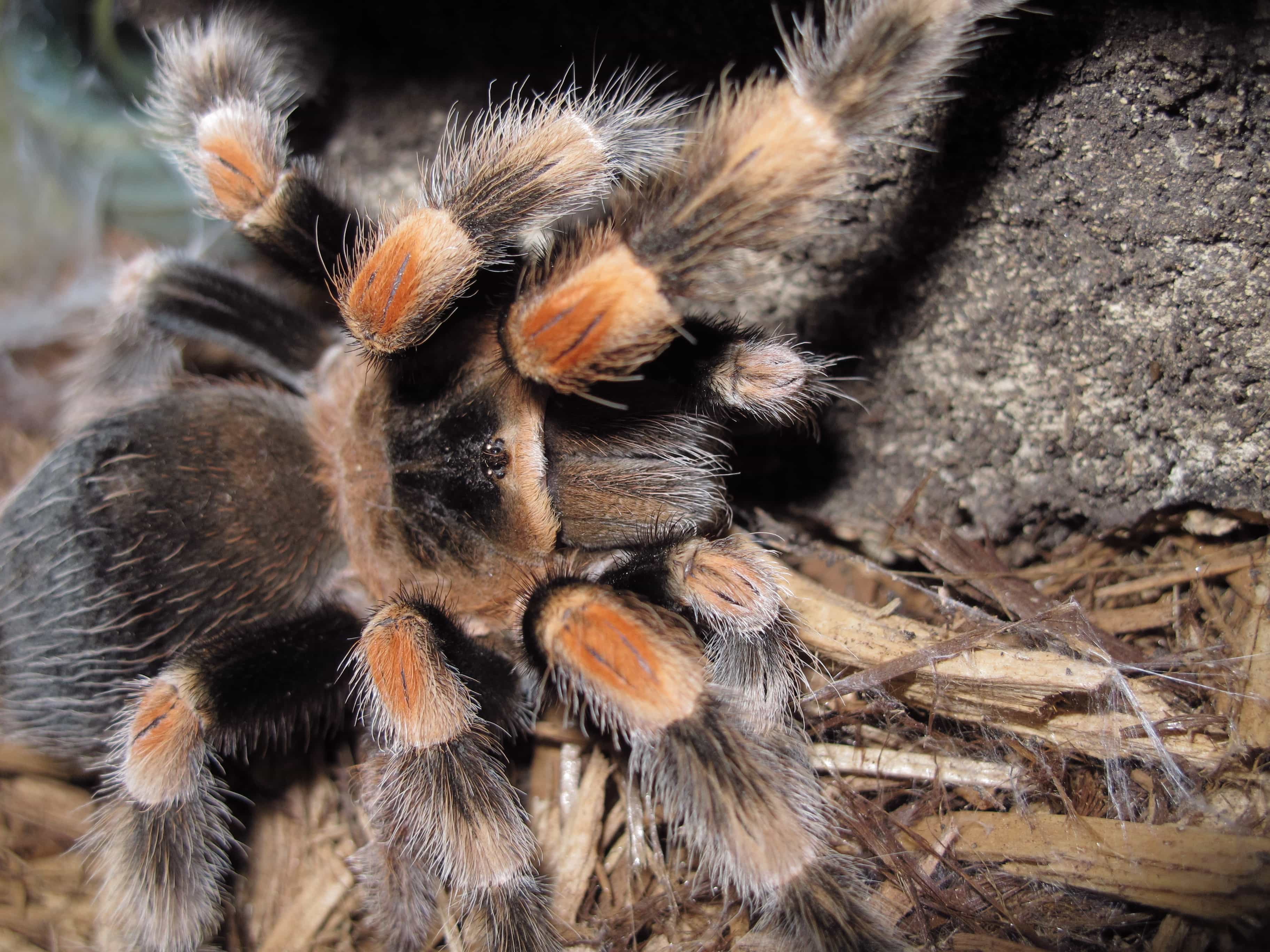 Brachypelma smithi