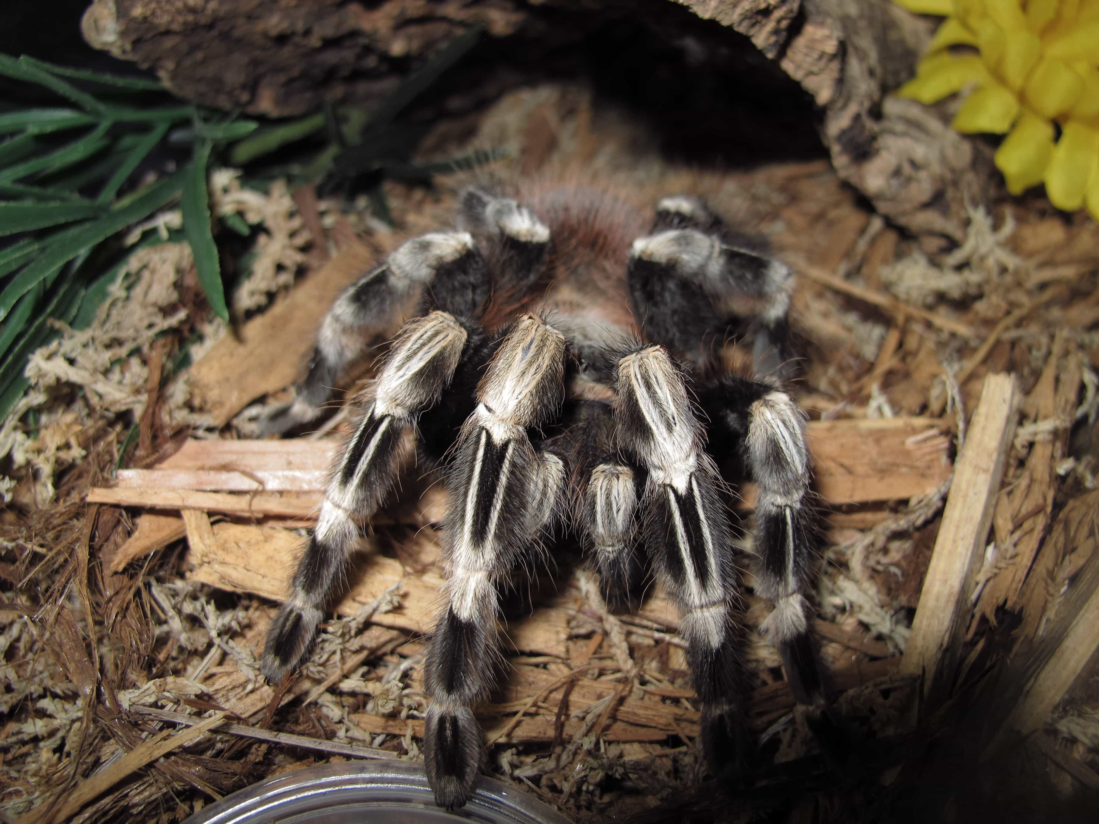 Nhandu chromatus Female