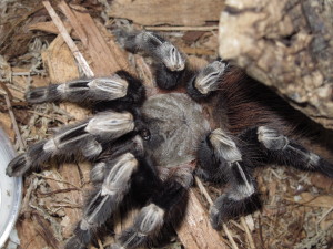 Nhandu chromatus Female