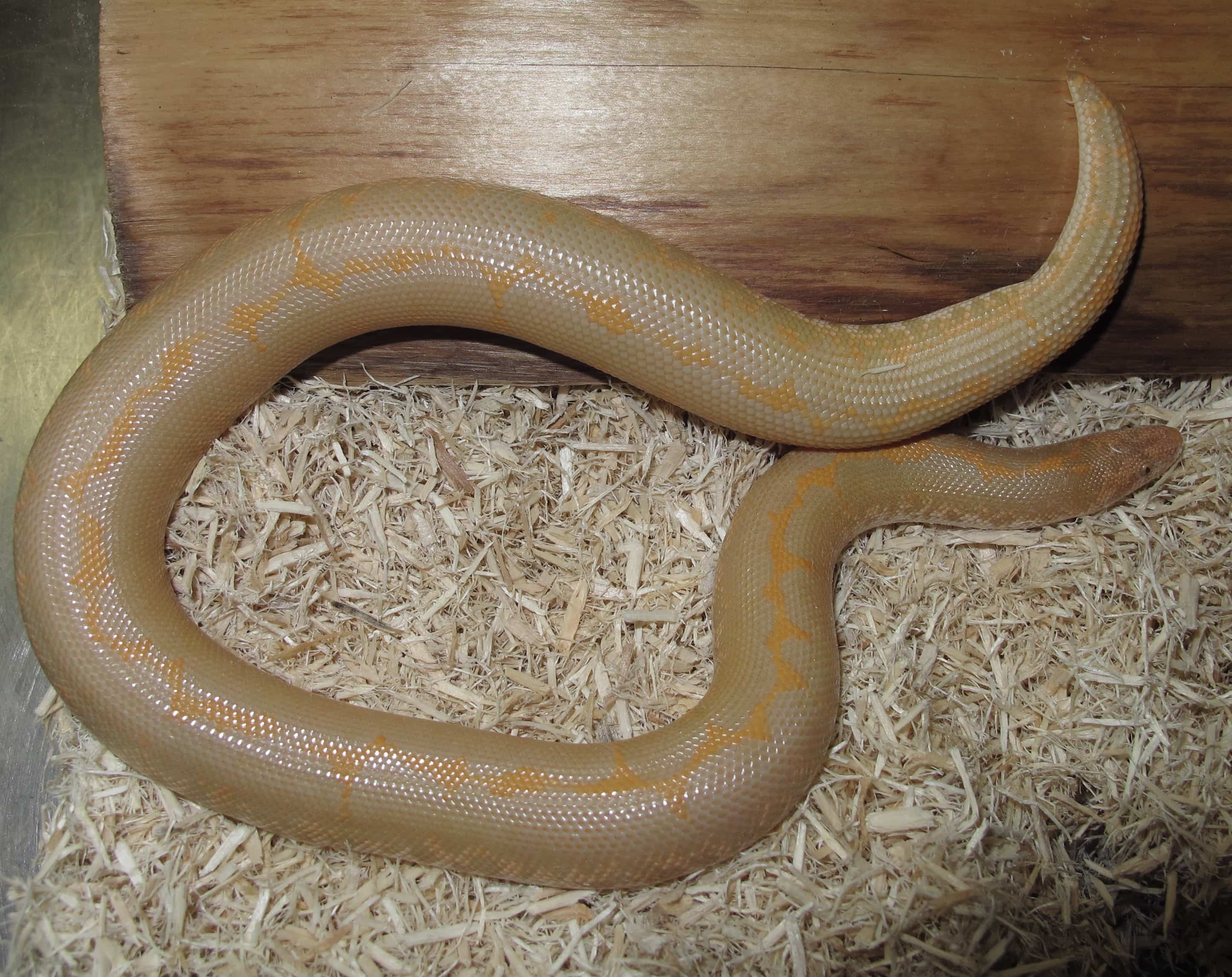 Kenyan Sand Boa