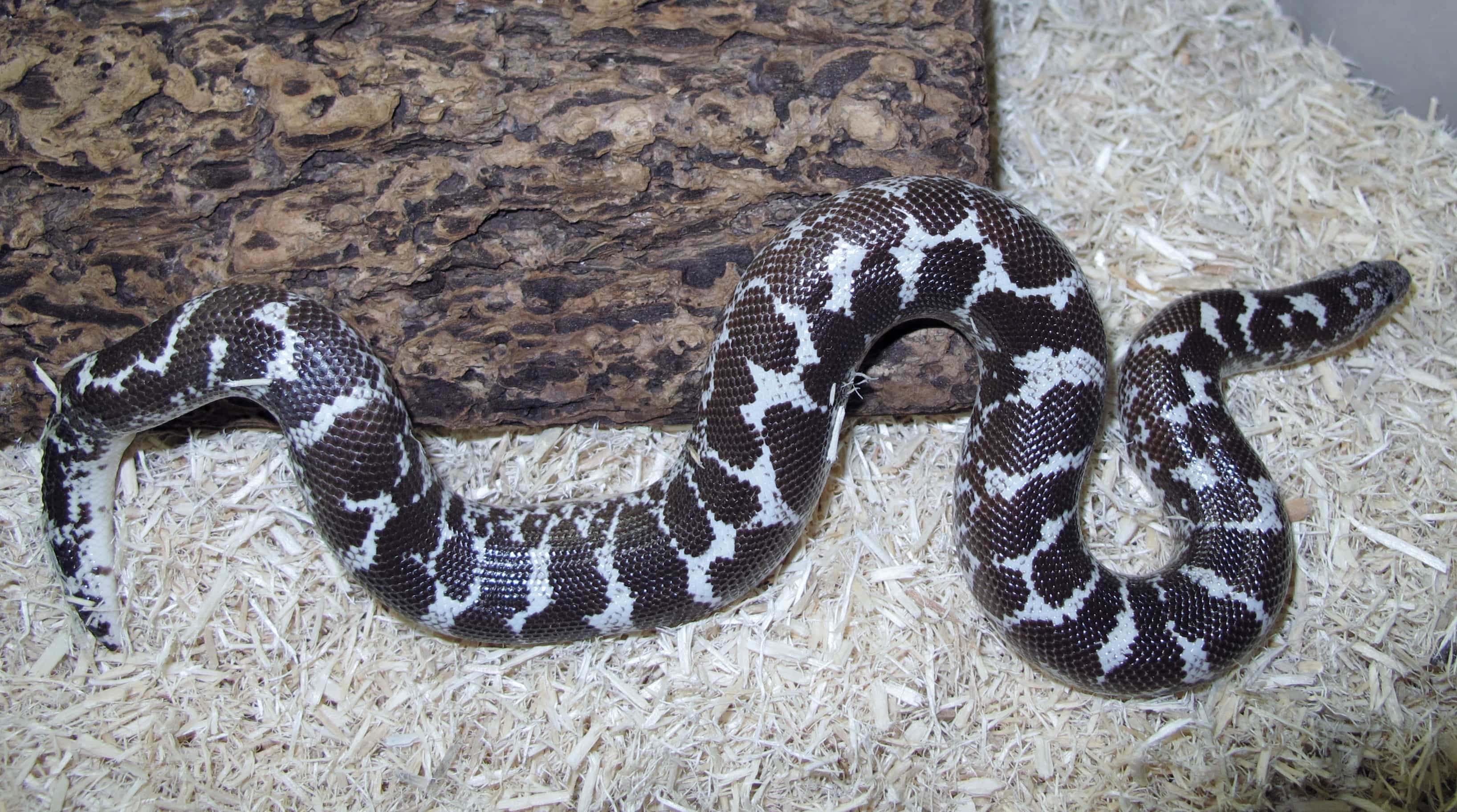 Kenyan Sand Boa