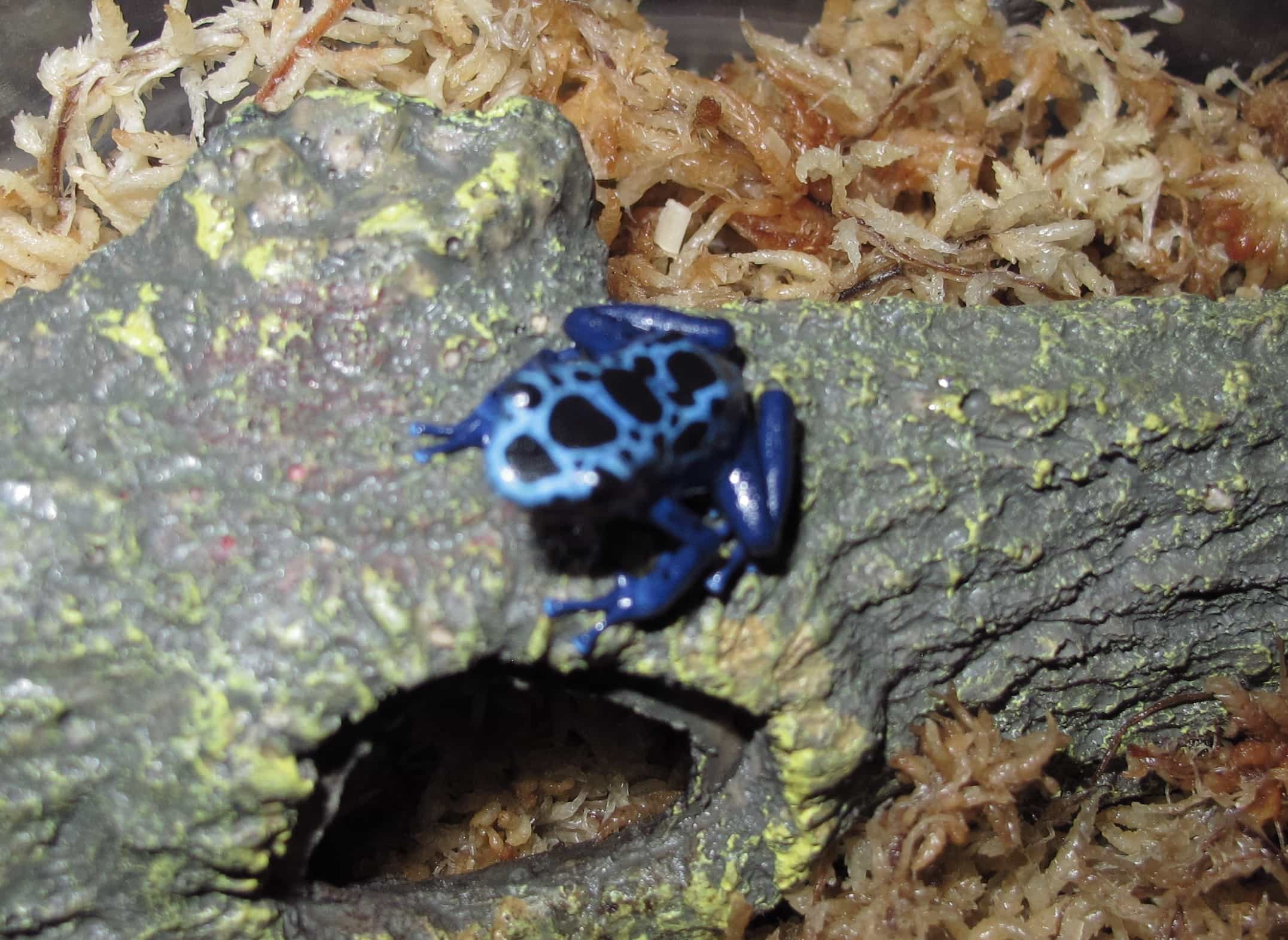 Poison Arrow Frog