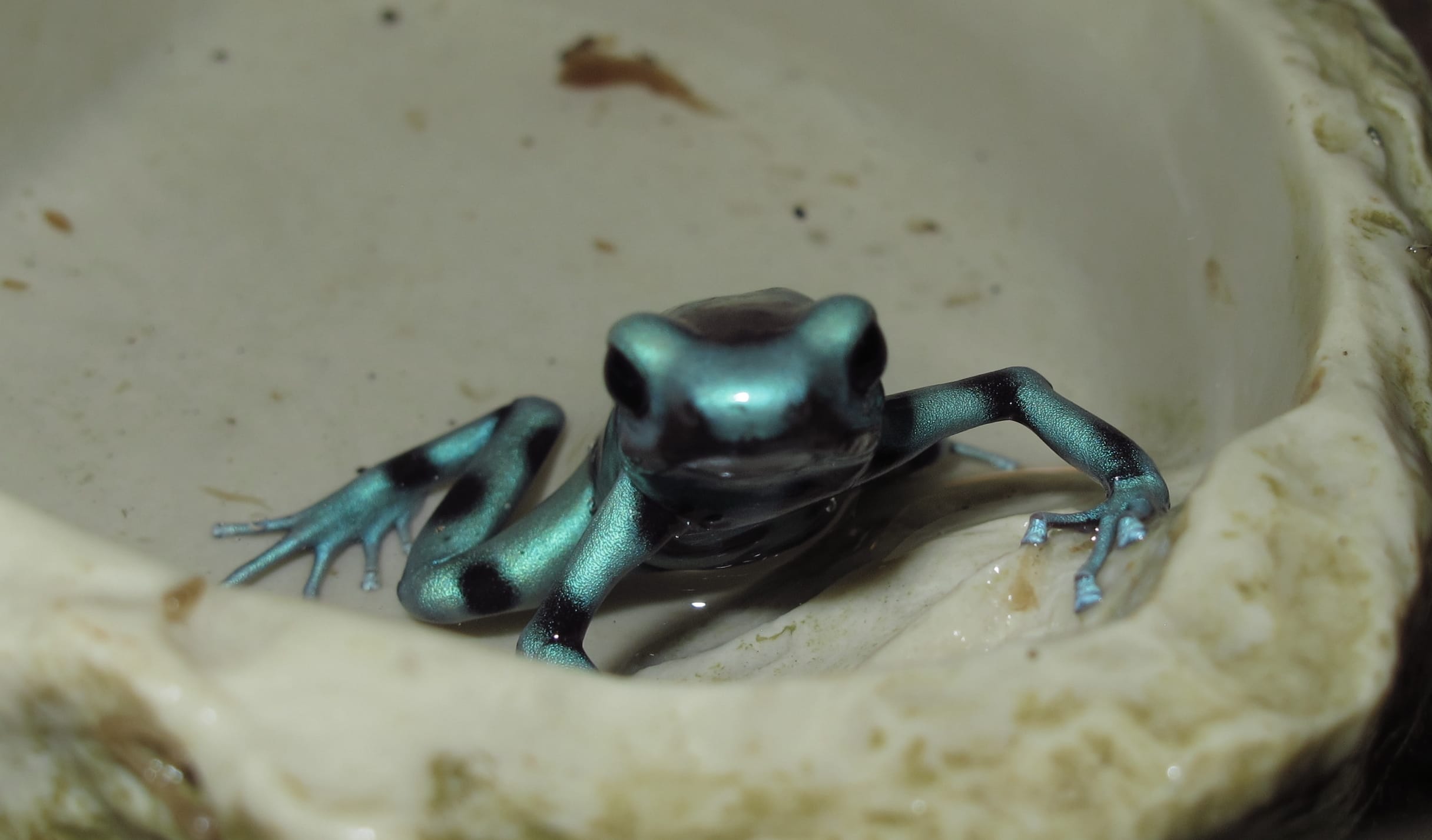 Green and Black Auratus