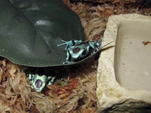 green and black aurauts