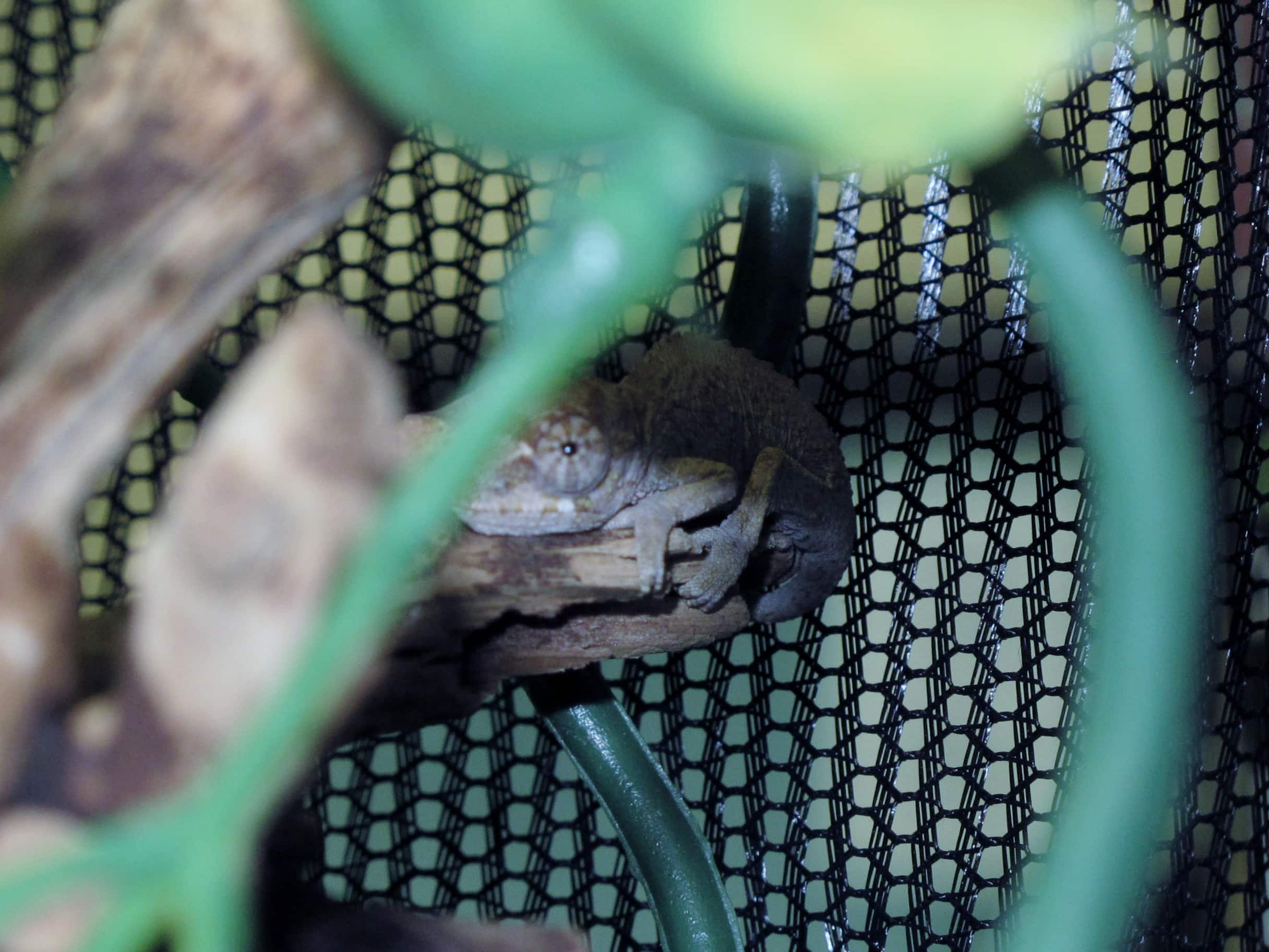 Baby Jackson's Chameleons